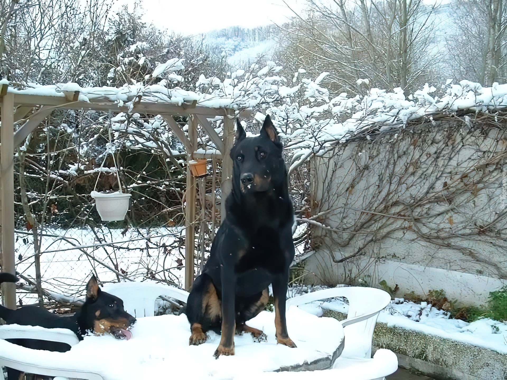 Owczarek francuski Beauceron, stół, krzesła, śnieg