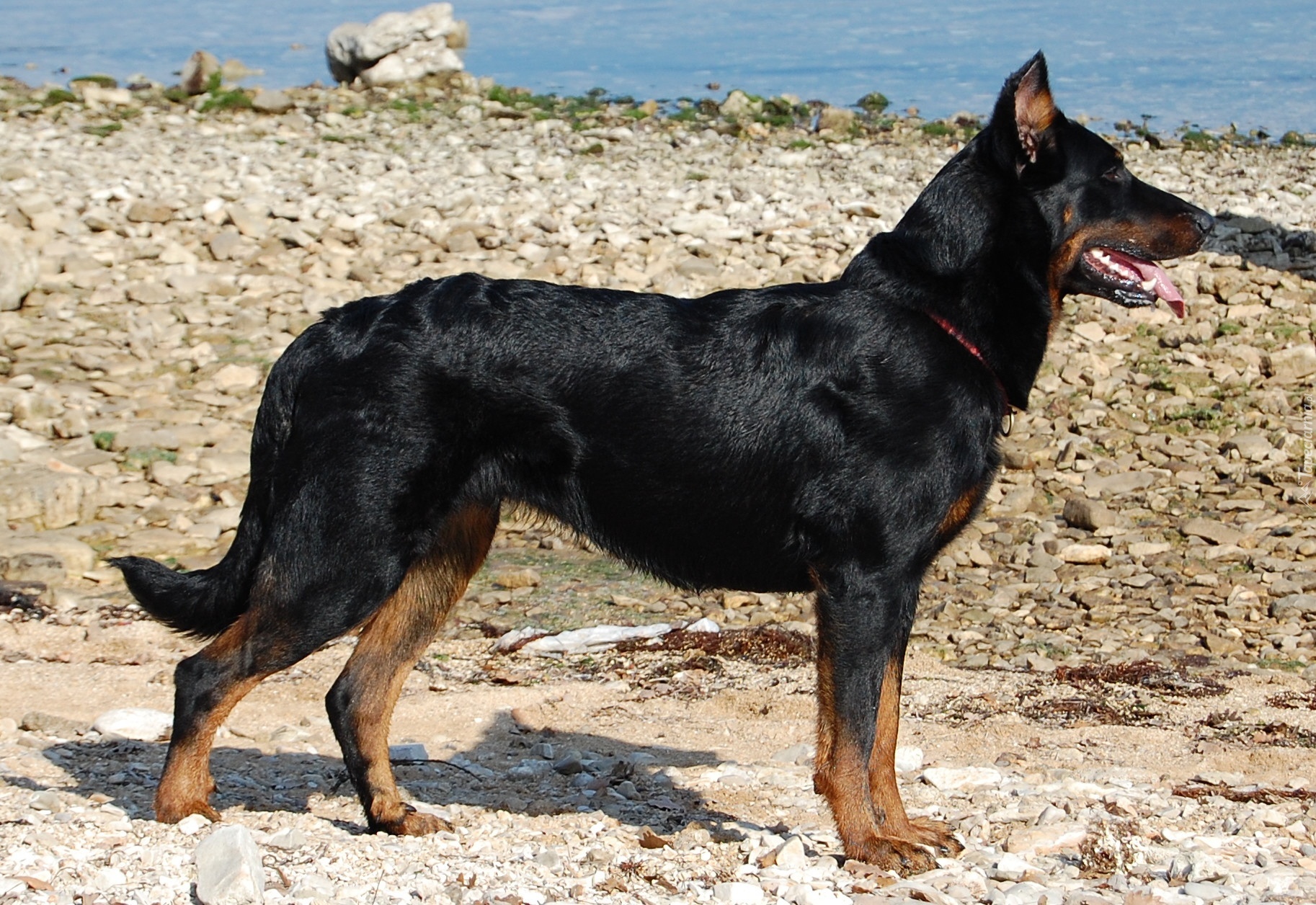 Owczarek francuski Beauceron, kamienie