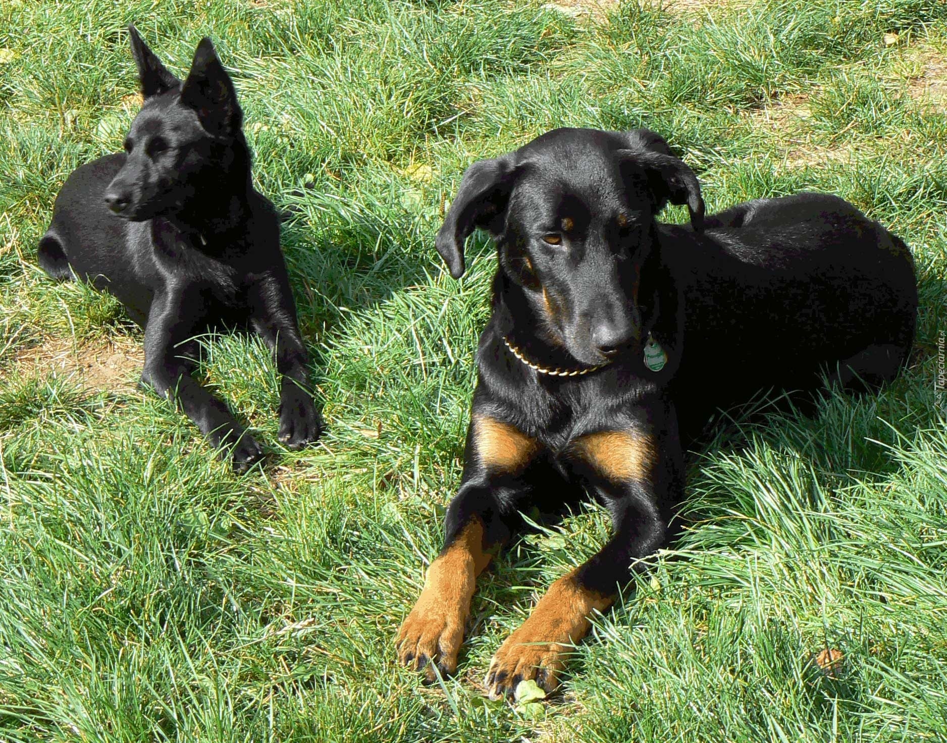 Beauceron