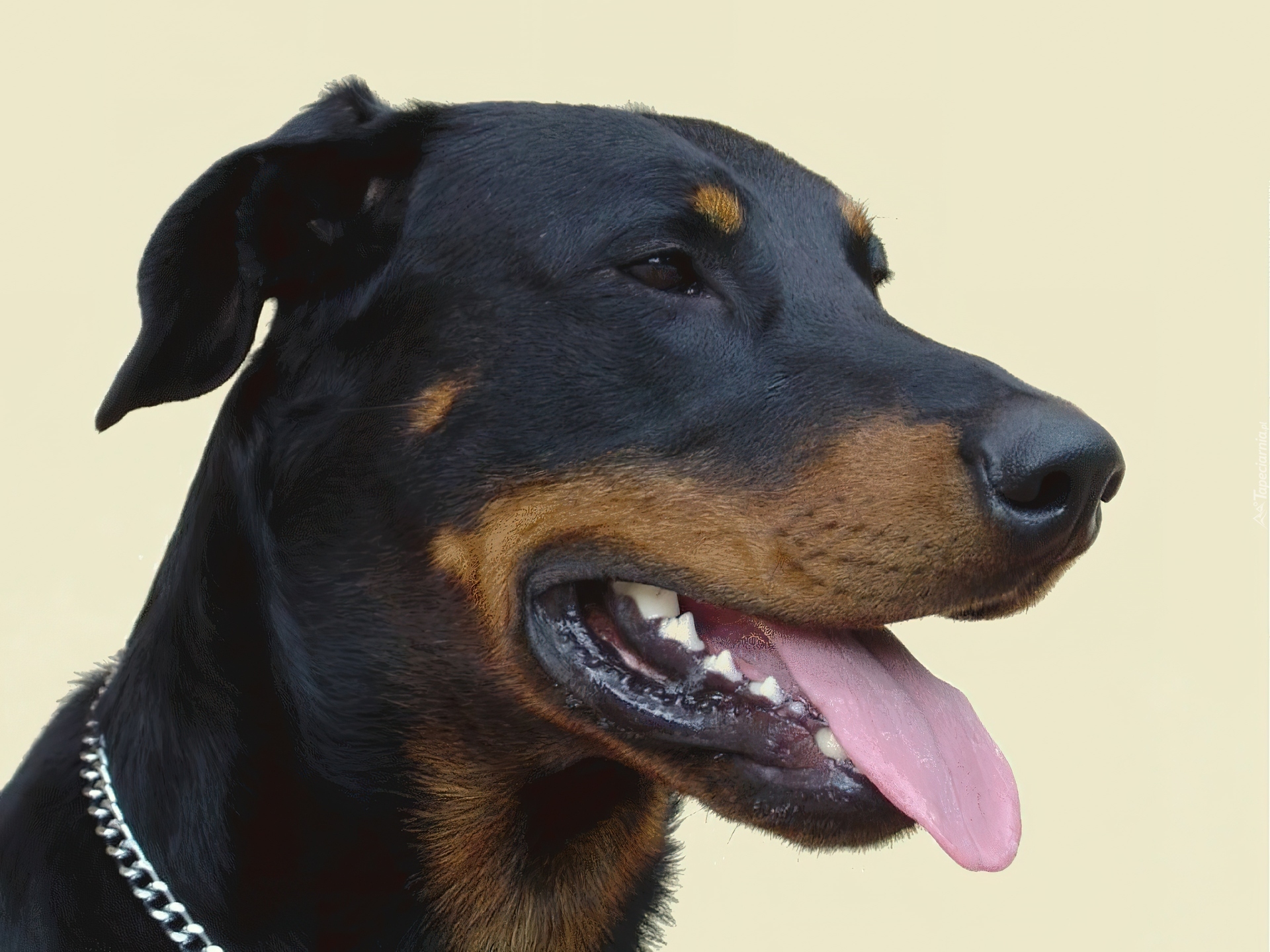 Głowa, Owczarka francuskiego Beaucerona