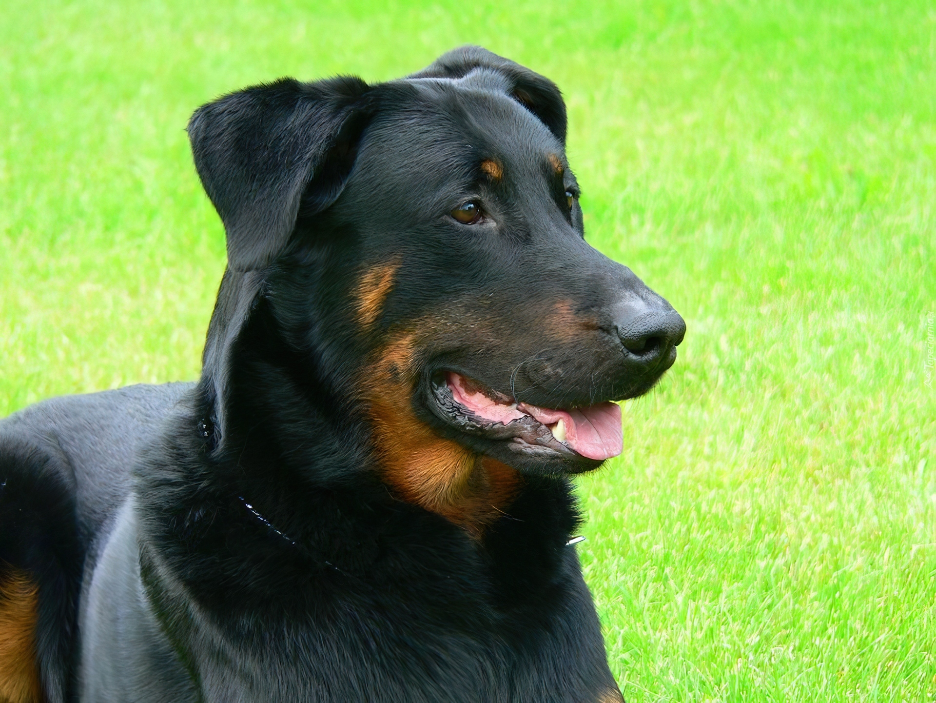 Pysk, Owczarka francuskiego Beaucerona