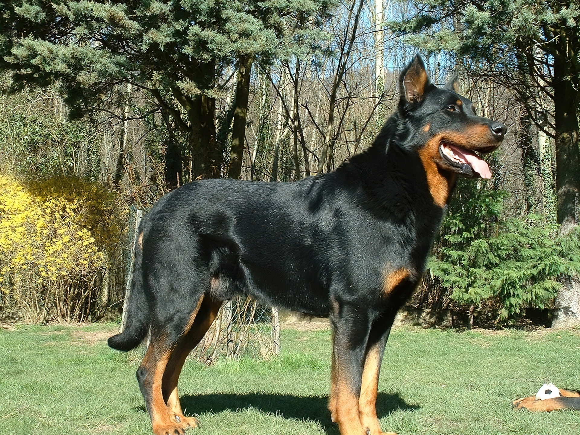 Czarny, podpalany, Beauceron