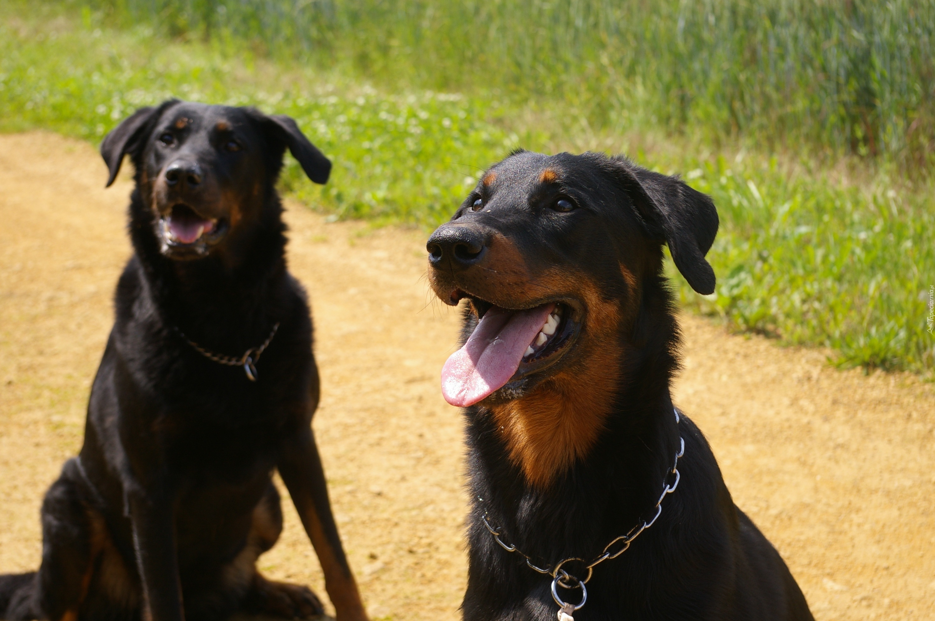 Beauceron, obroża, łańcuch