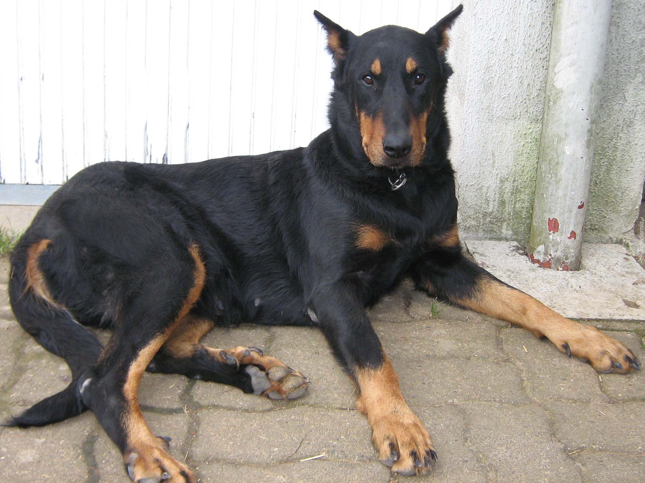 Beauceron, łapy