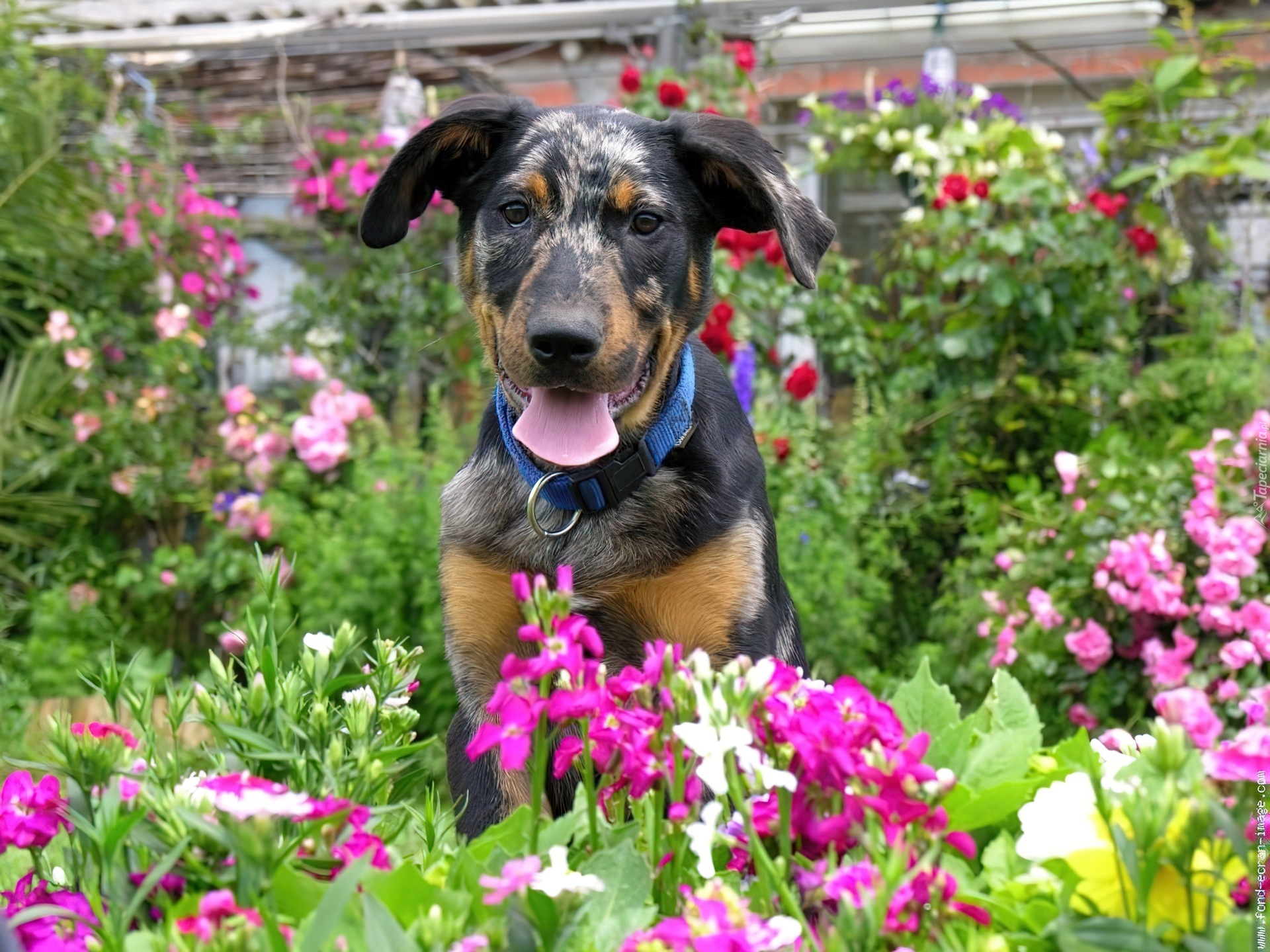 Młody, Owczarek francuski Beauceron, ogród