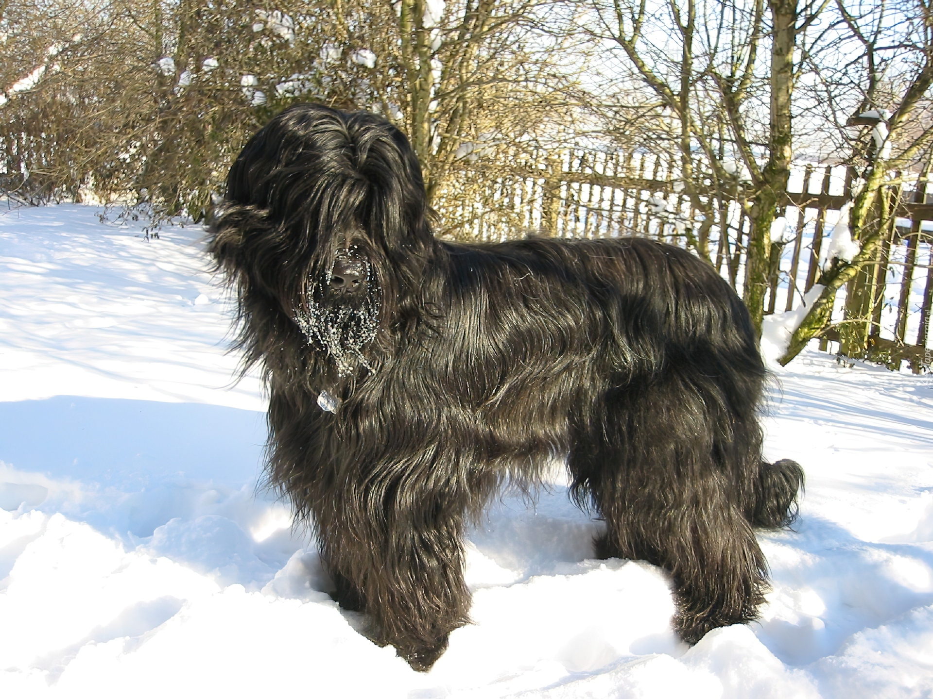 Futrzak, Briard