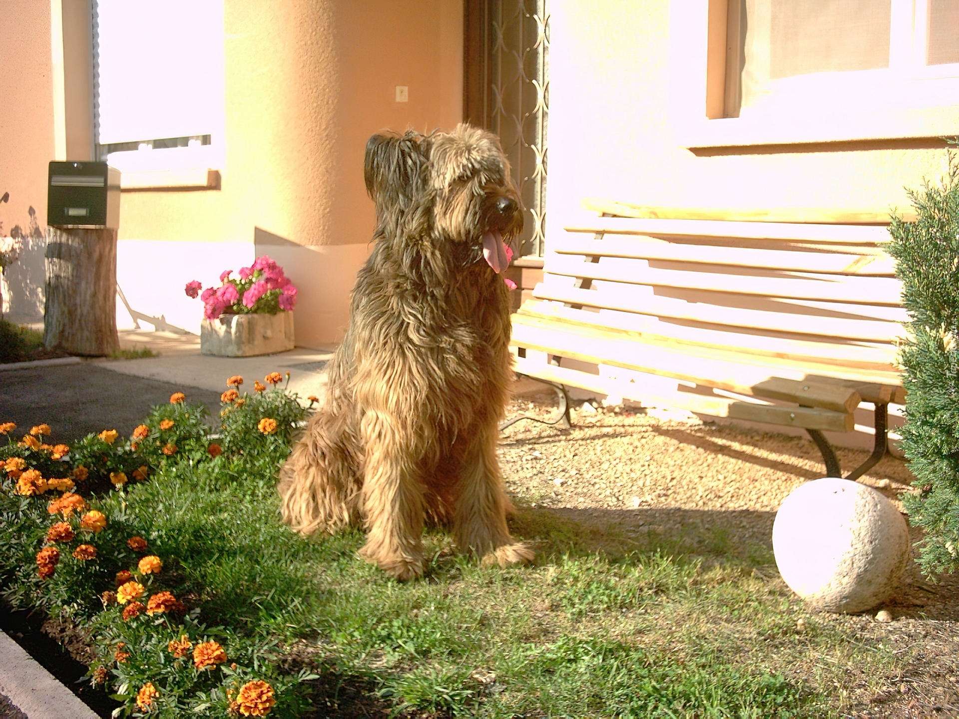 Owczarek francuski Briard, ławka, kwiatki