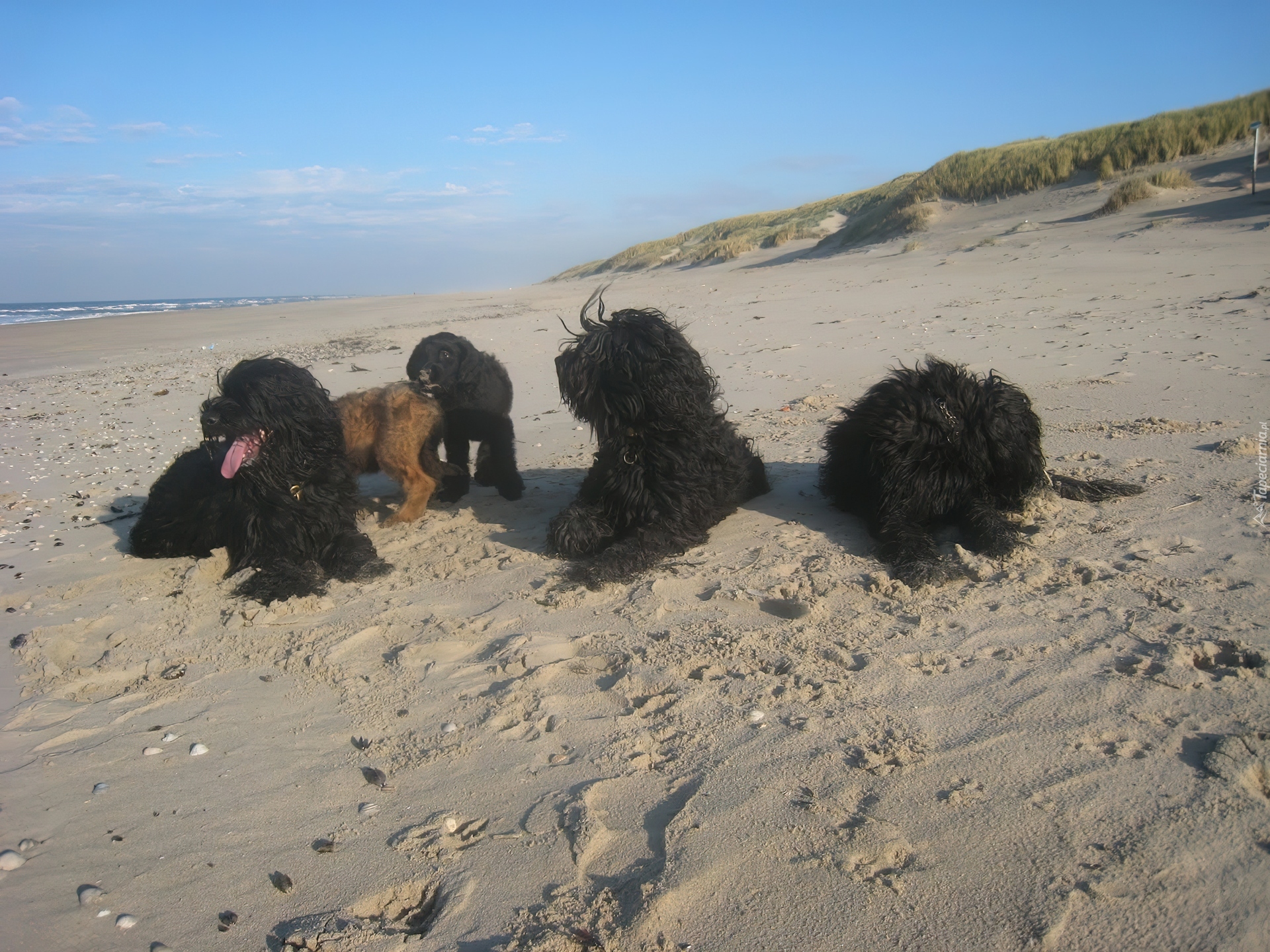 Owczarki francuskie Briard, plaża