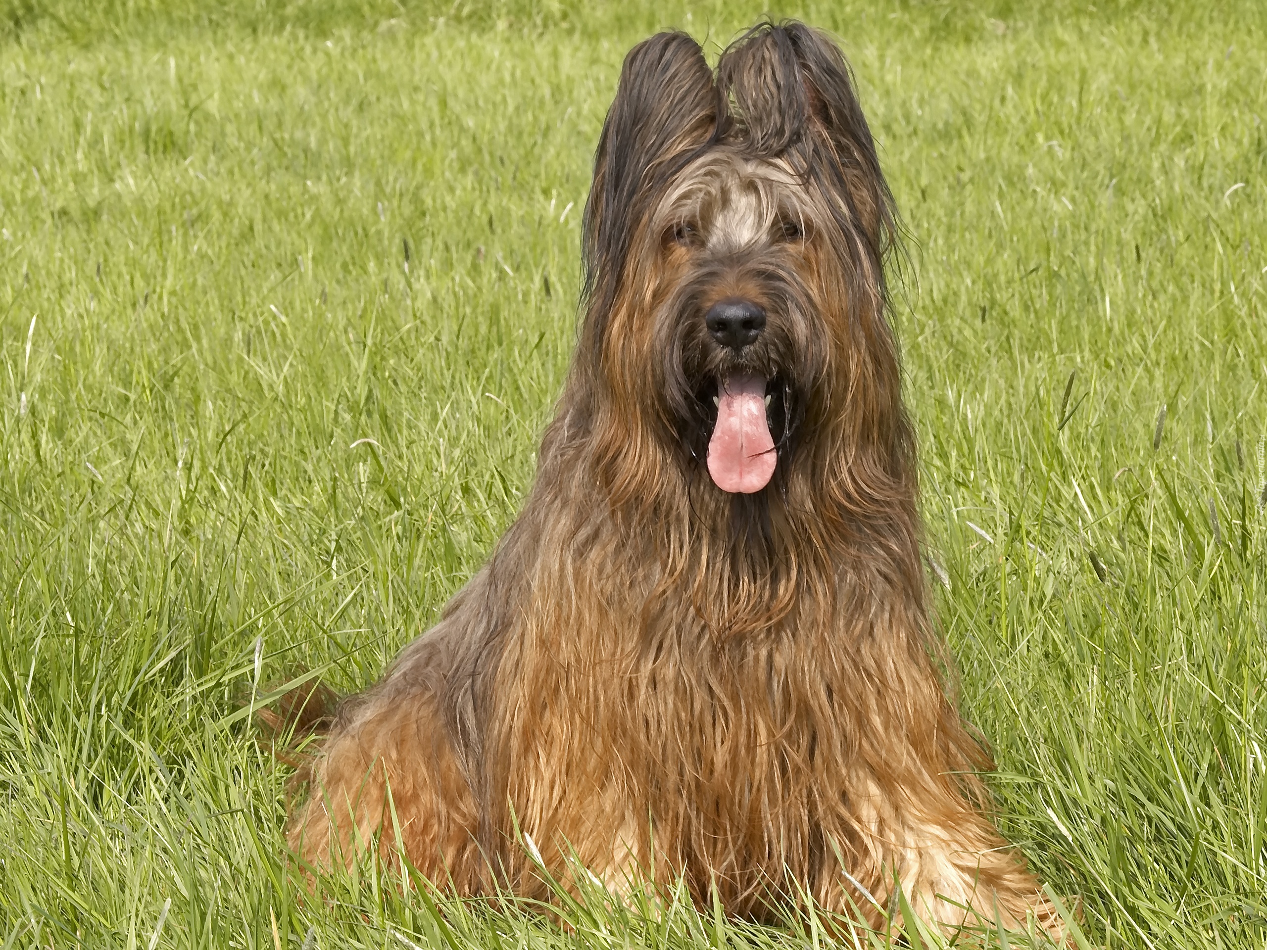 Owczarek francuski Briard