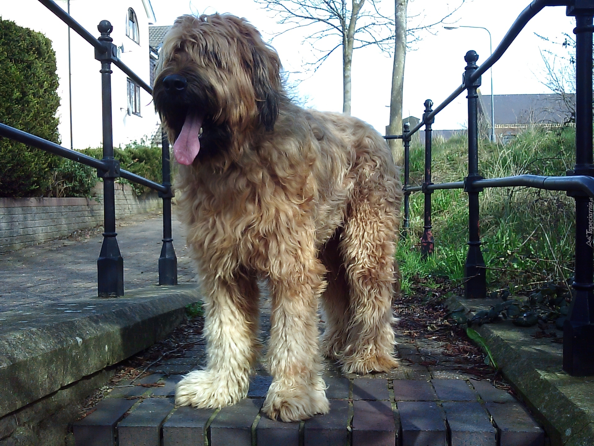 Jasny, Owczarek francuski Briard