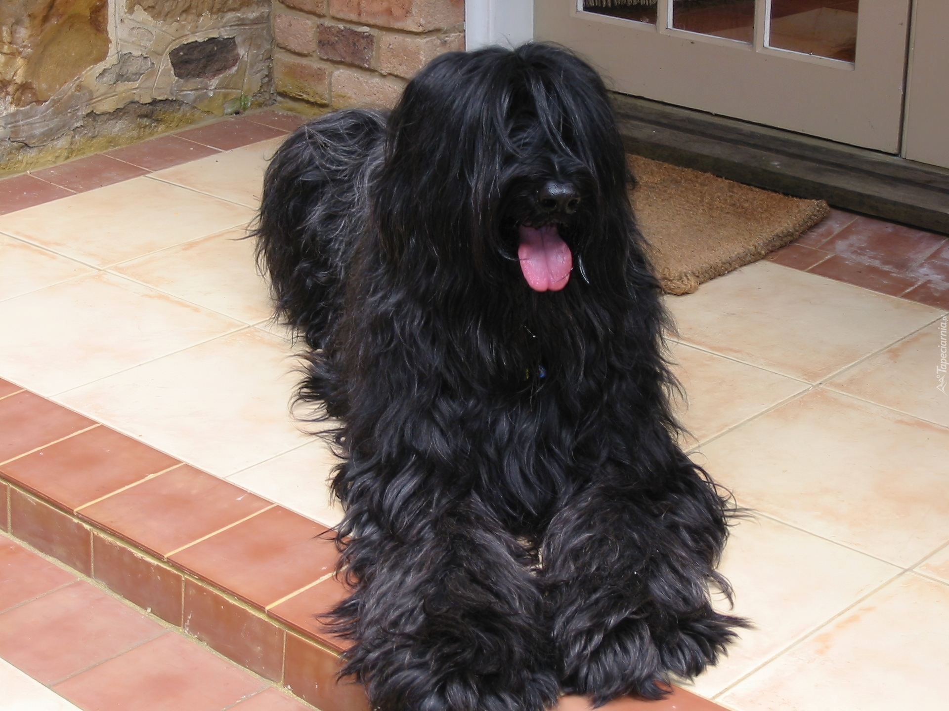 Czarny, Briard