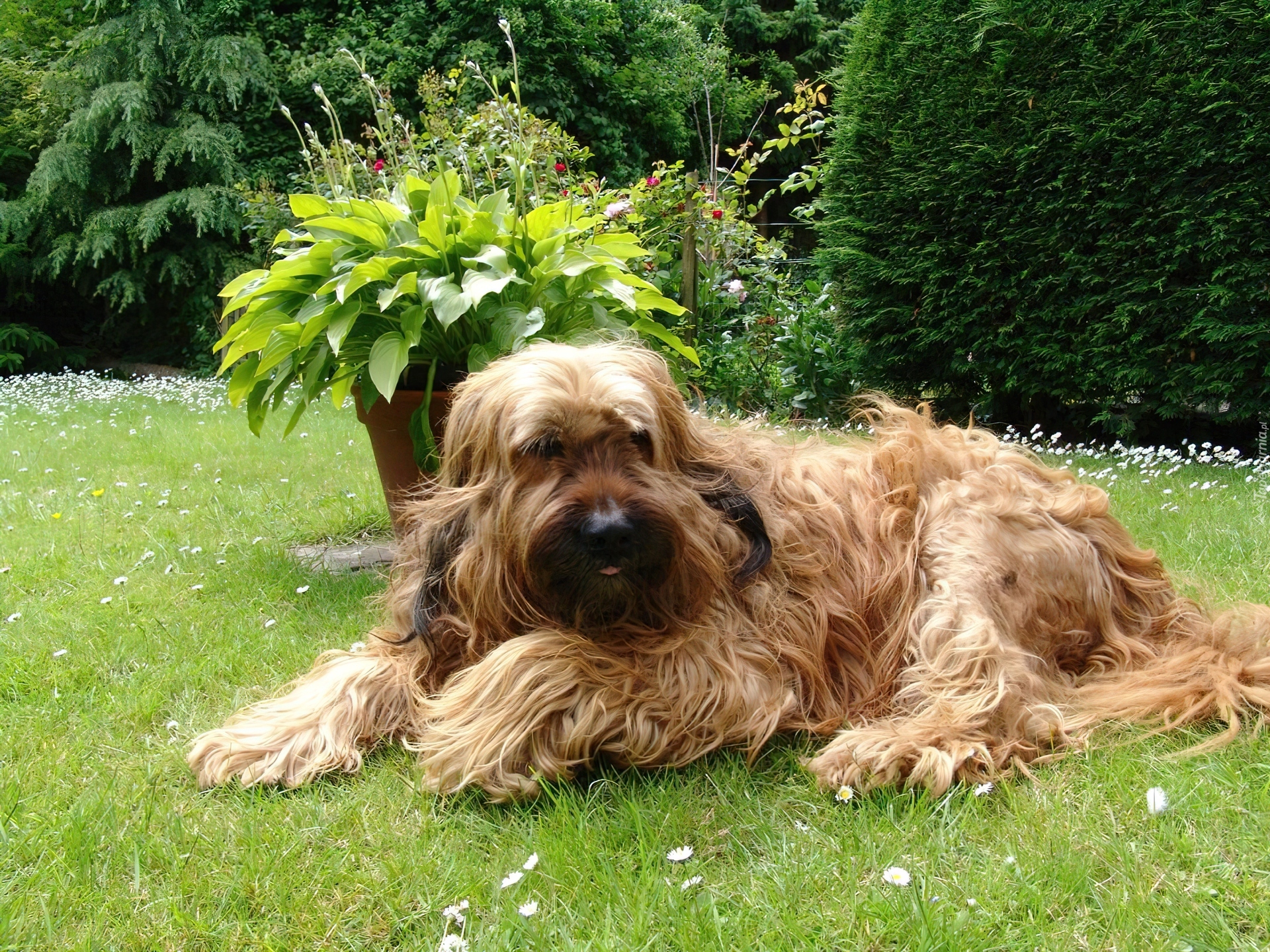 Owczarek francuski Briard, ogród