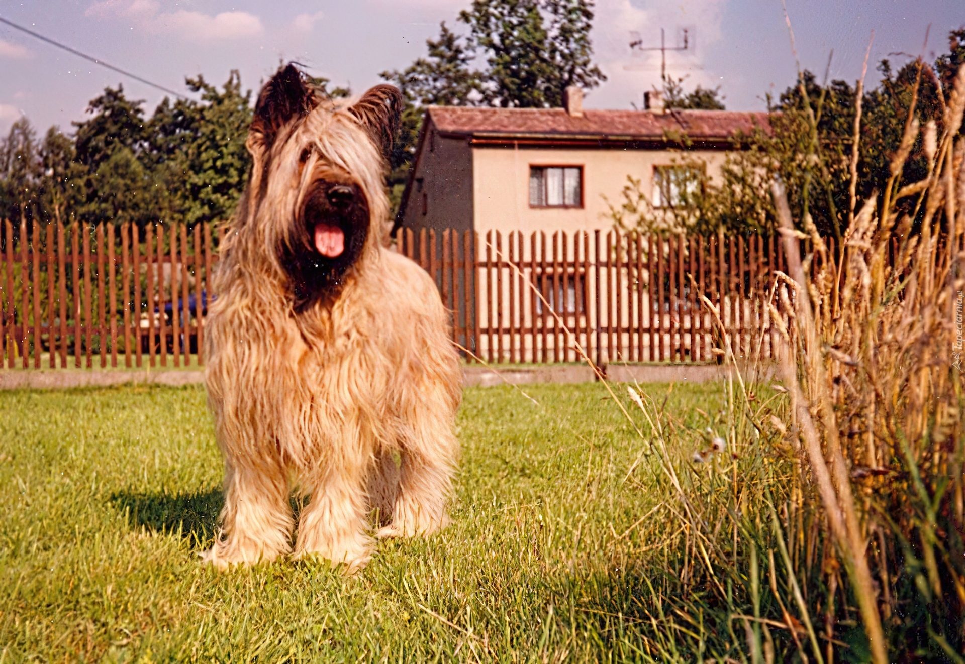 Owczarek francuski Briard