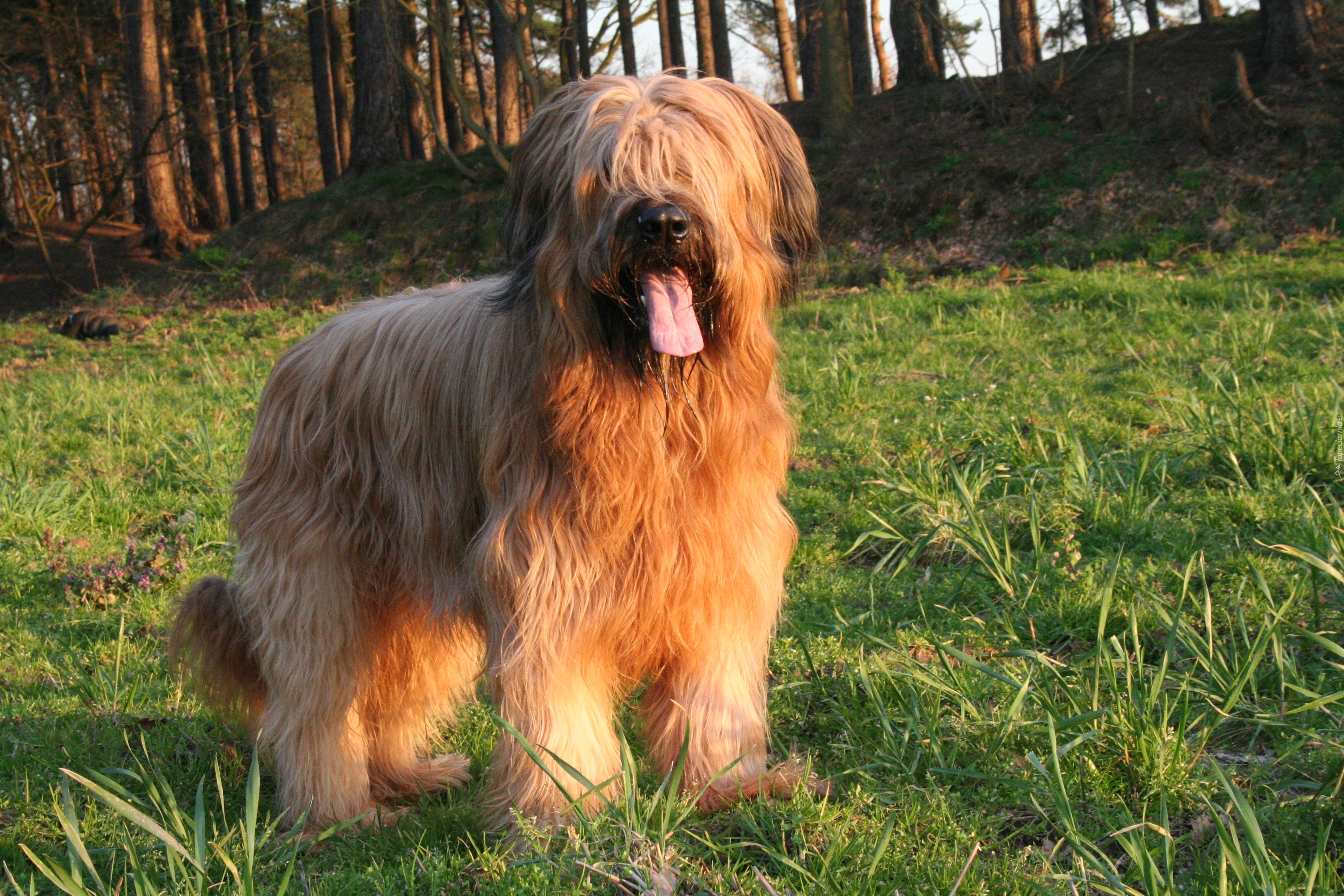 Owczarek francuski Briard, język