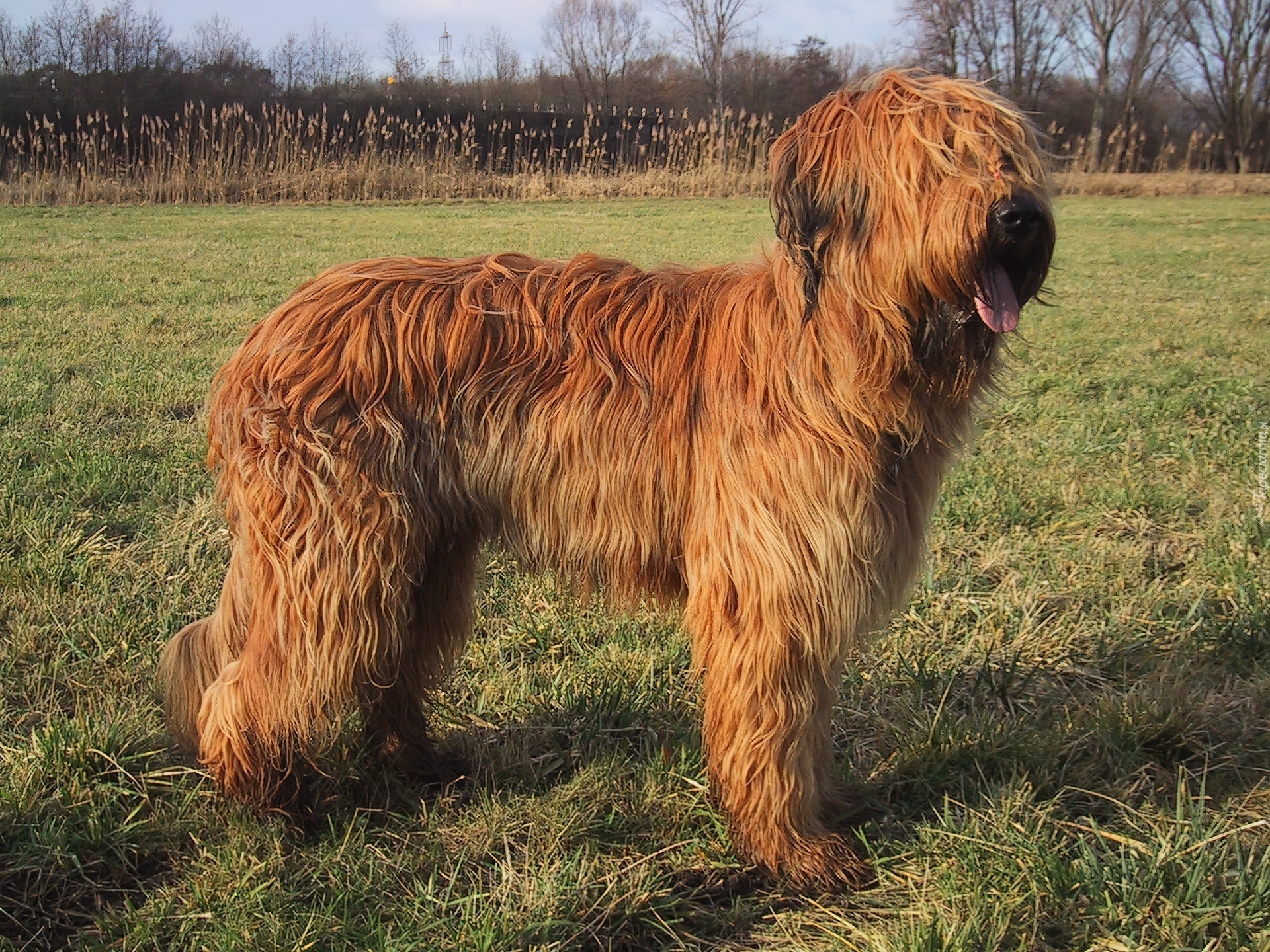 Owczarek francuski Briard, płowe, umaszczenie