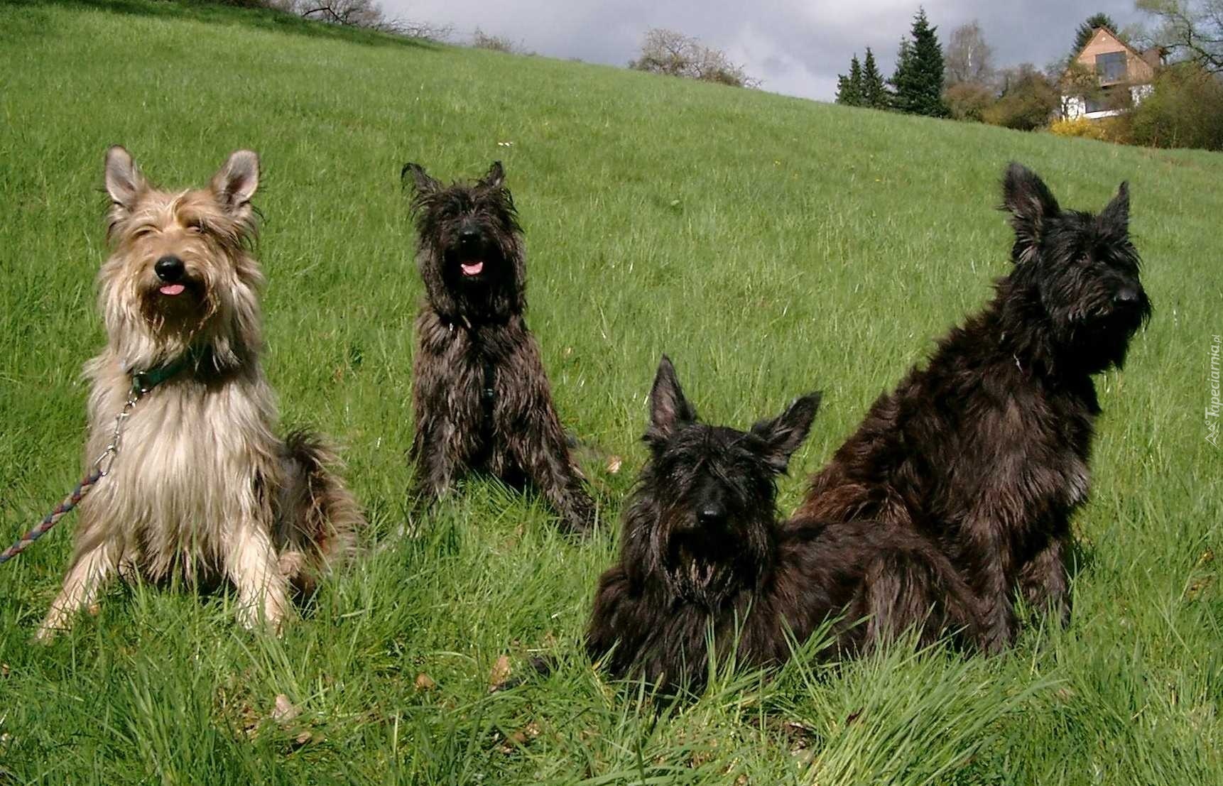 Cztery, Owczarki pikardyjskie, Berger de Picardie