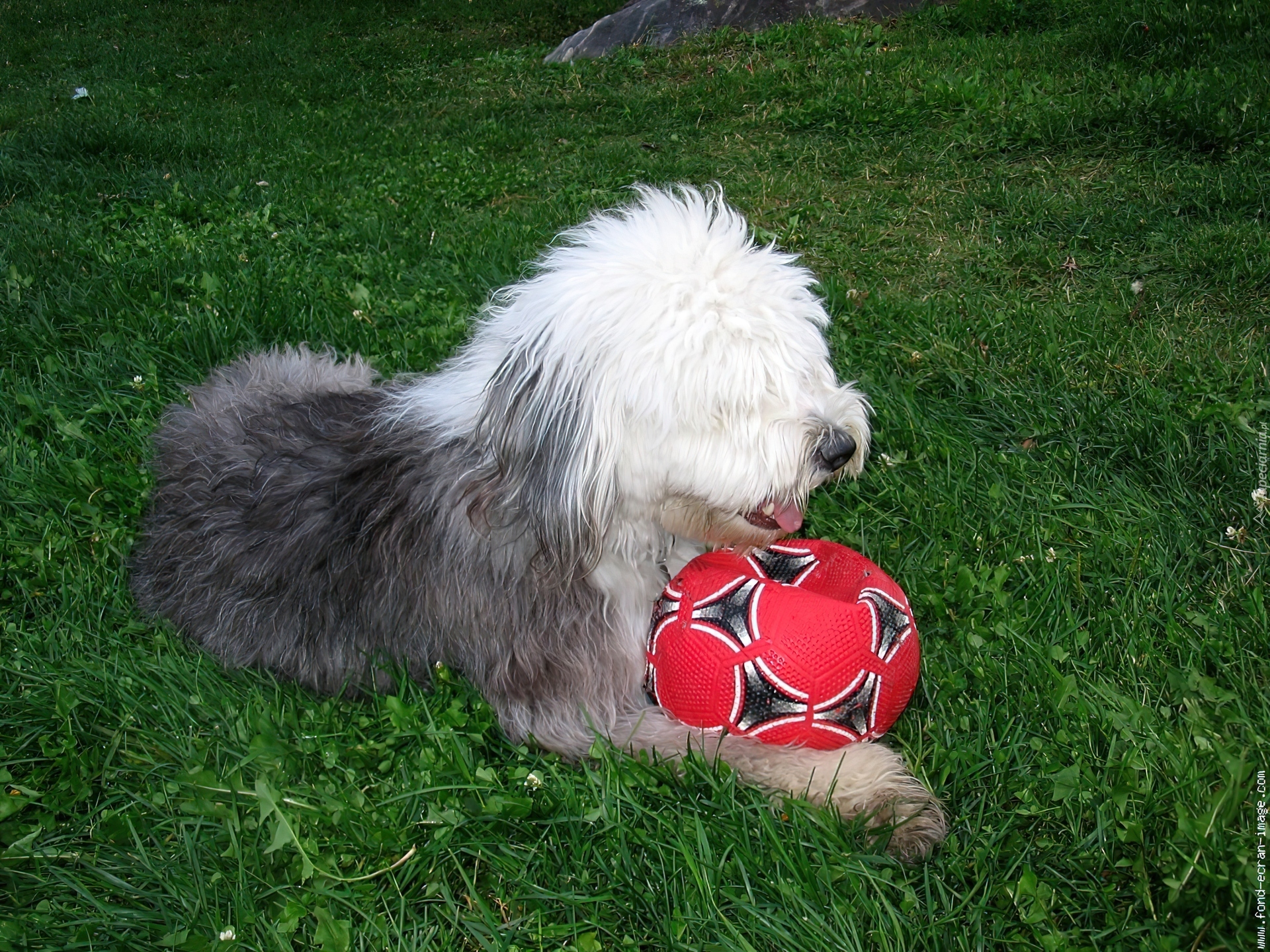 Owczarek staroangielski Bobtail, czerwona, piłka