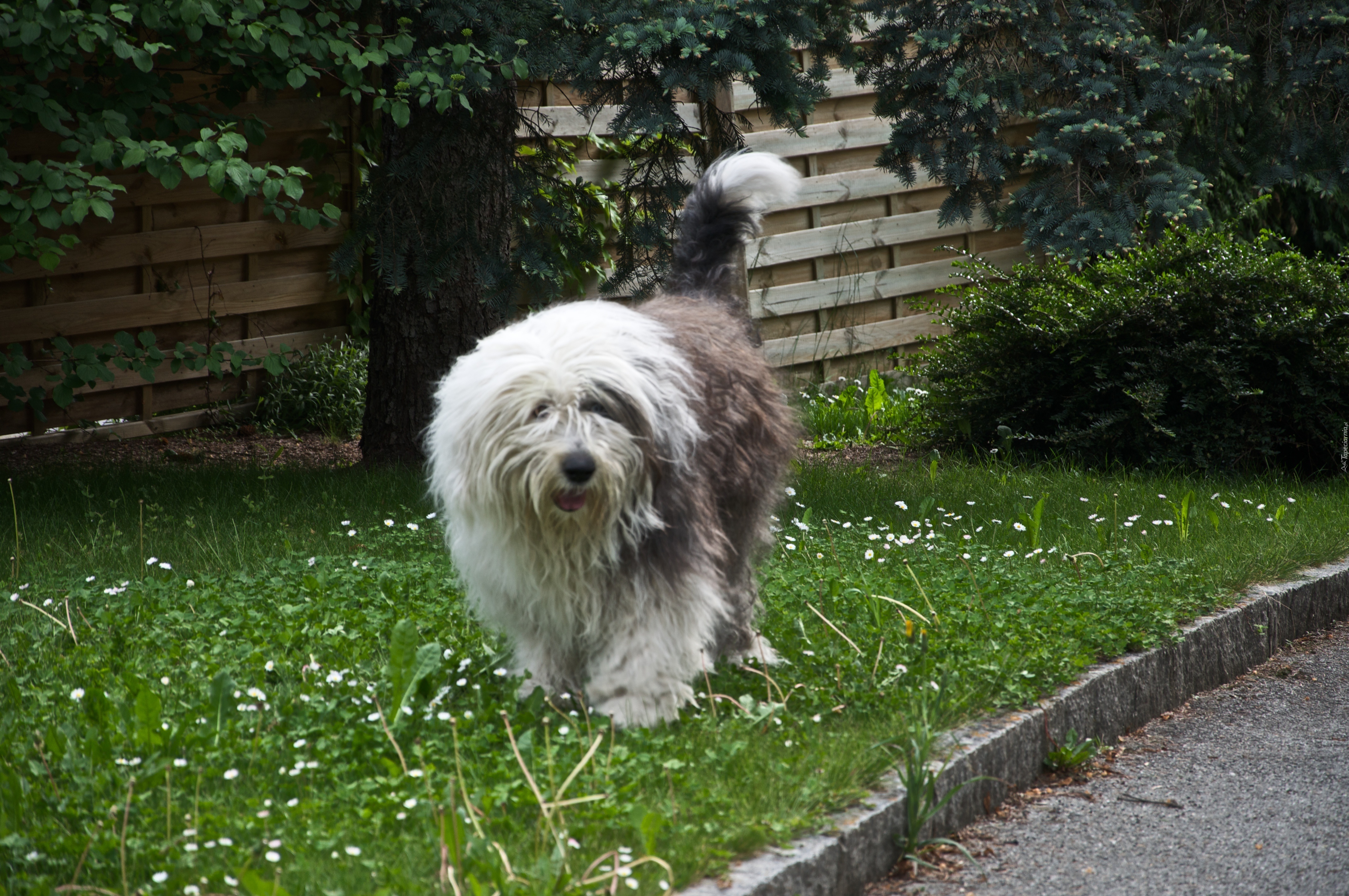 Owczarek staroangielski Bobtail, trawnik