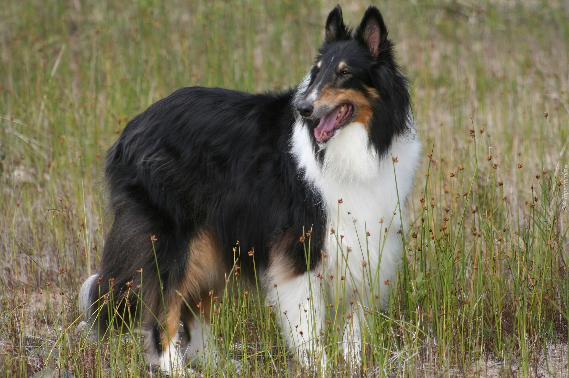 Czarno-biały, Collie