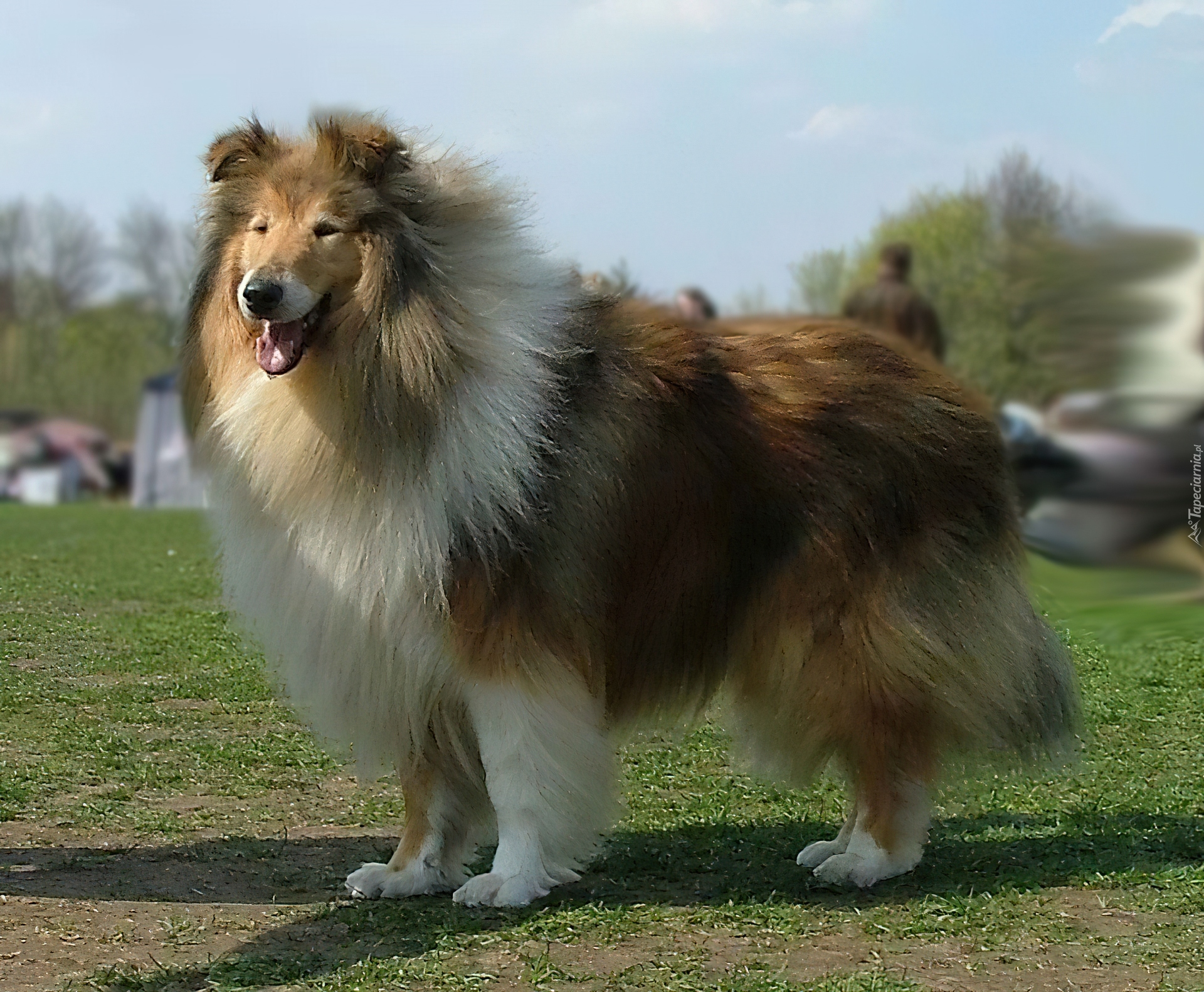 Długowłosy, Collie