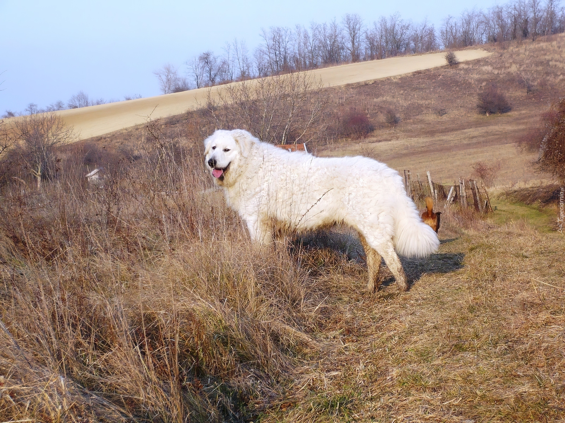 Owczarek węgierski Kuvasz