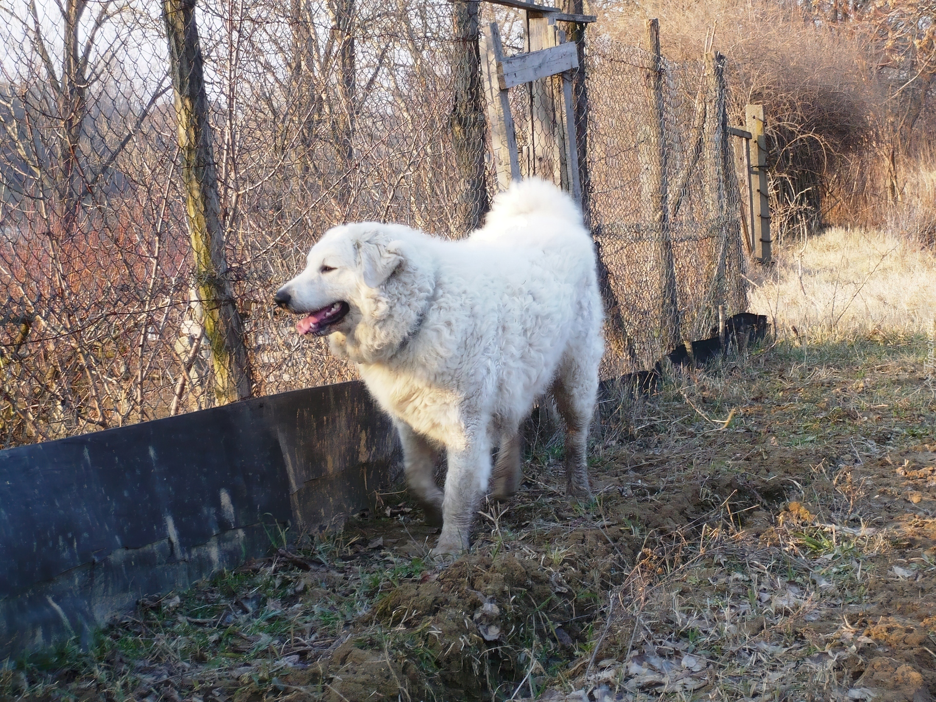 Owczarek węgierski Kuvasz, płot