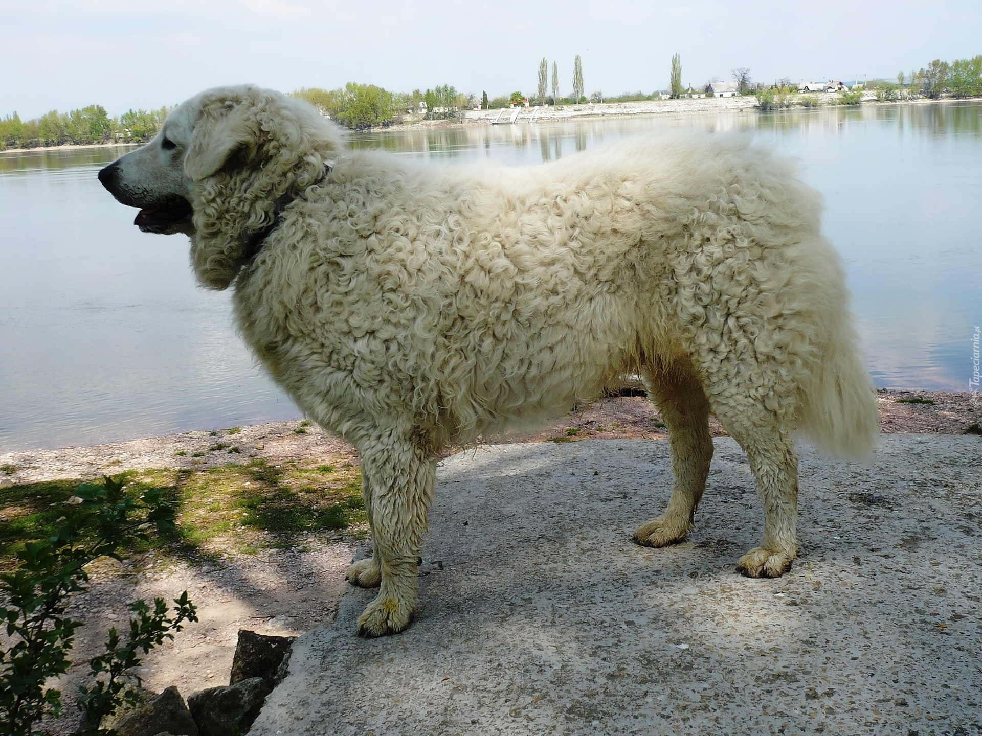 Owczarek węgierski Kuvasz, woda