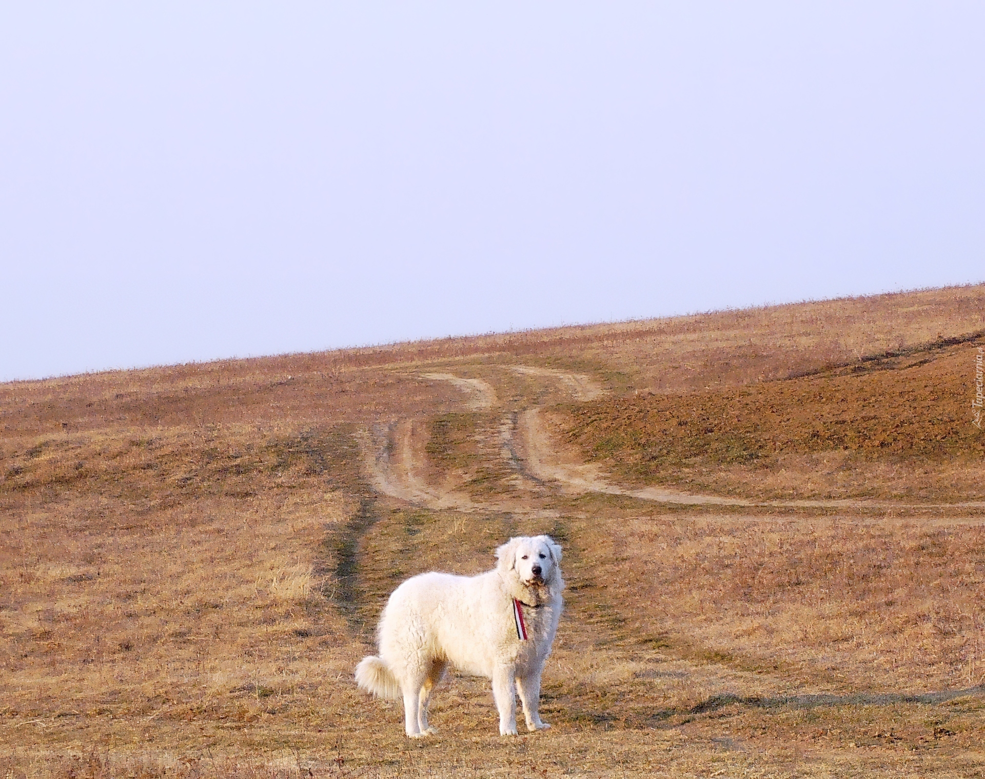 Owczarek węgierski Kuvasz, pole