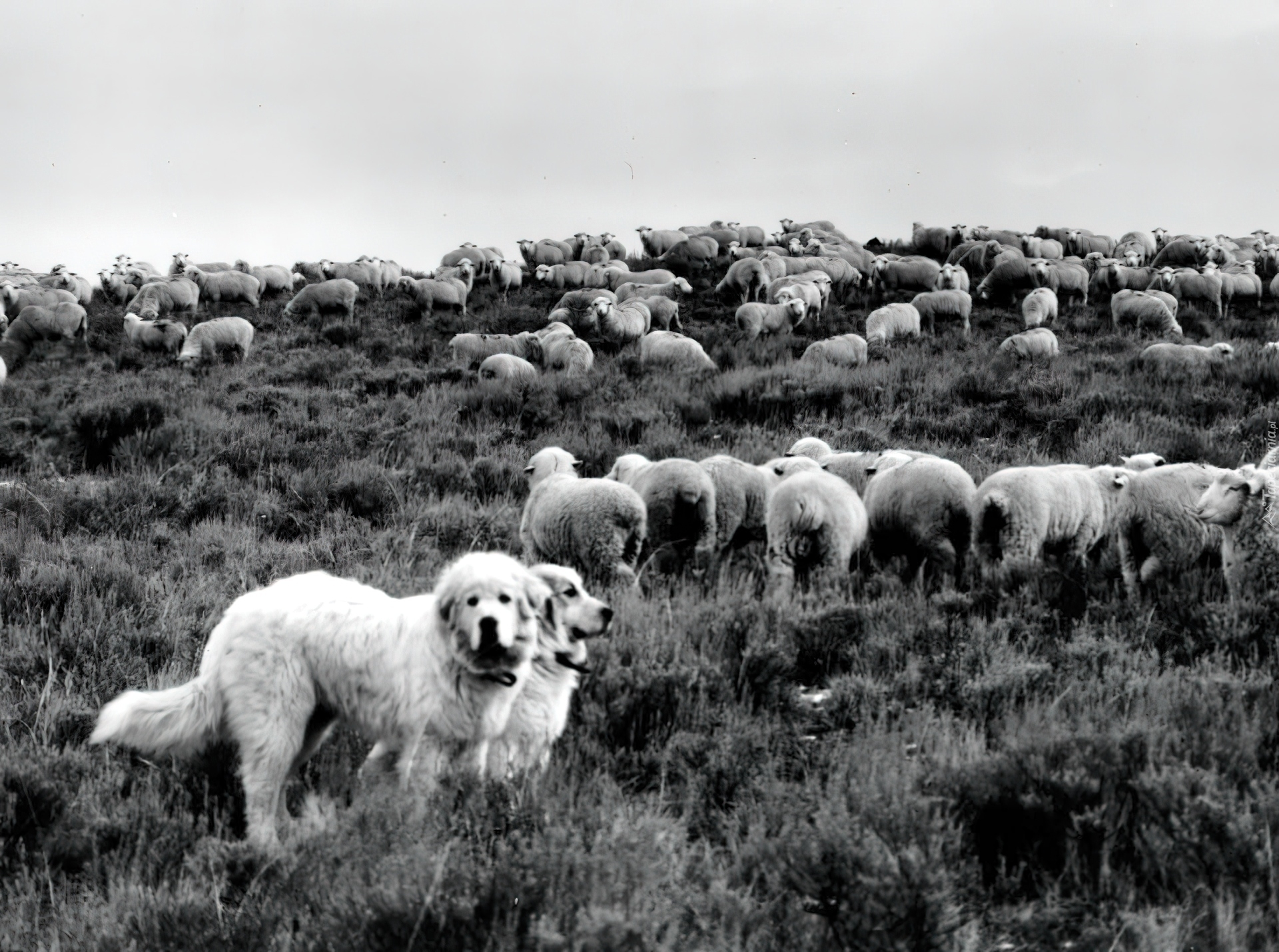 Owczarki węgierskie Kuvasz, stado, owce