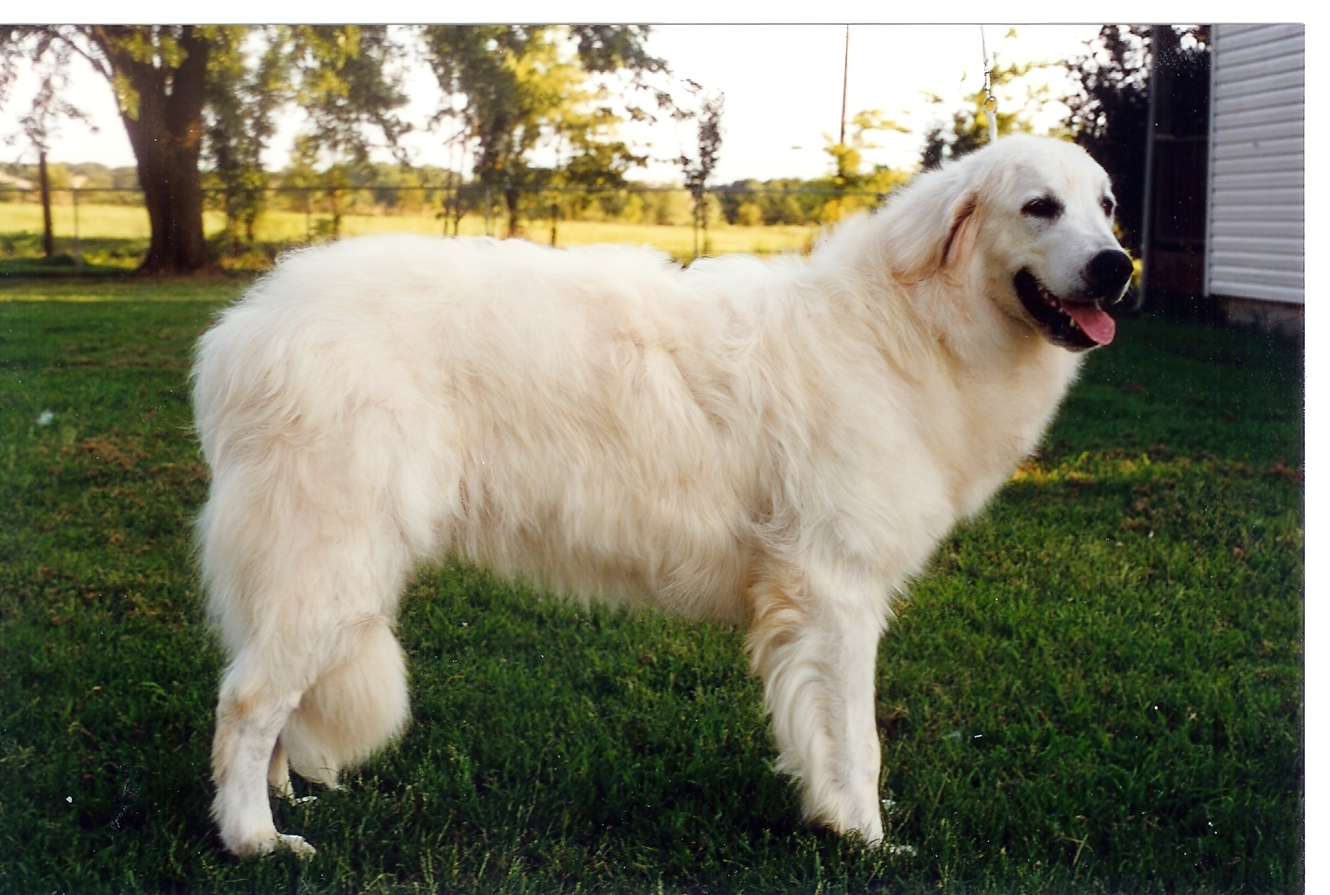 Owczarek węgierski Kuvasz, zielona, trawa