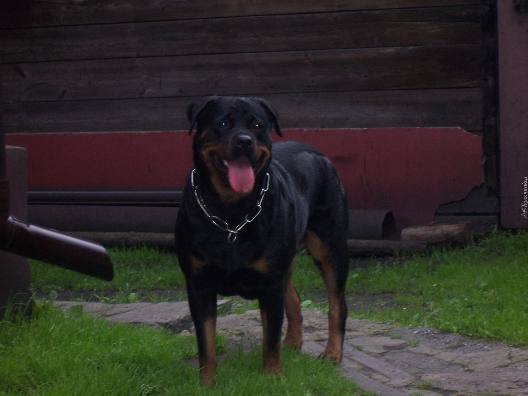 Rottweiler, Obroża