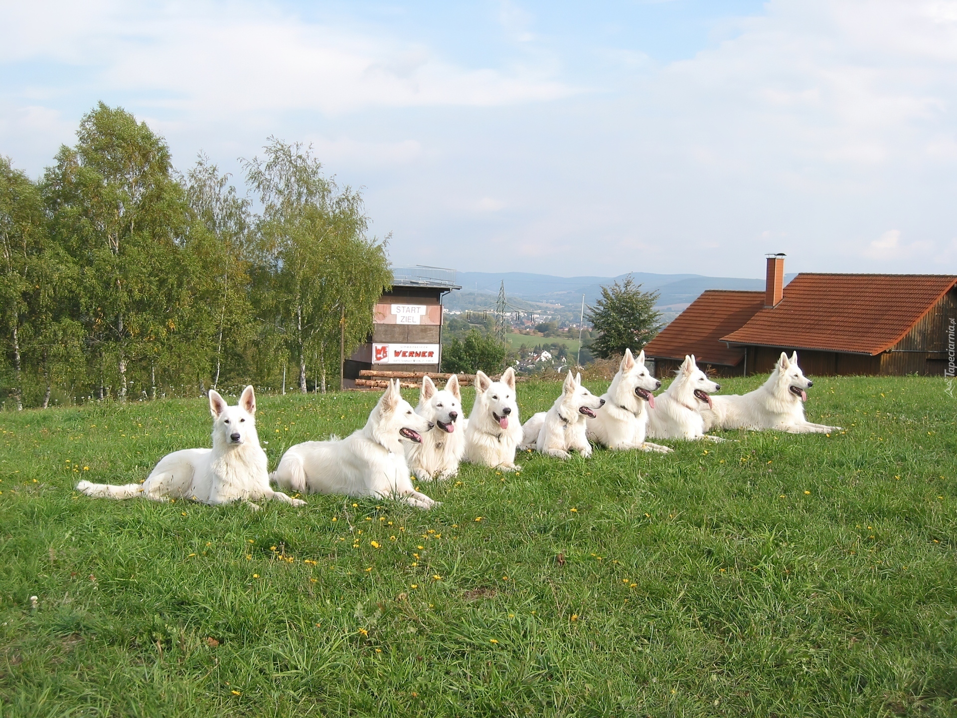 Białe Owczarki Szwajcarskie, trawa, dach, komin