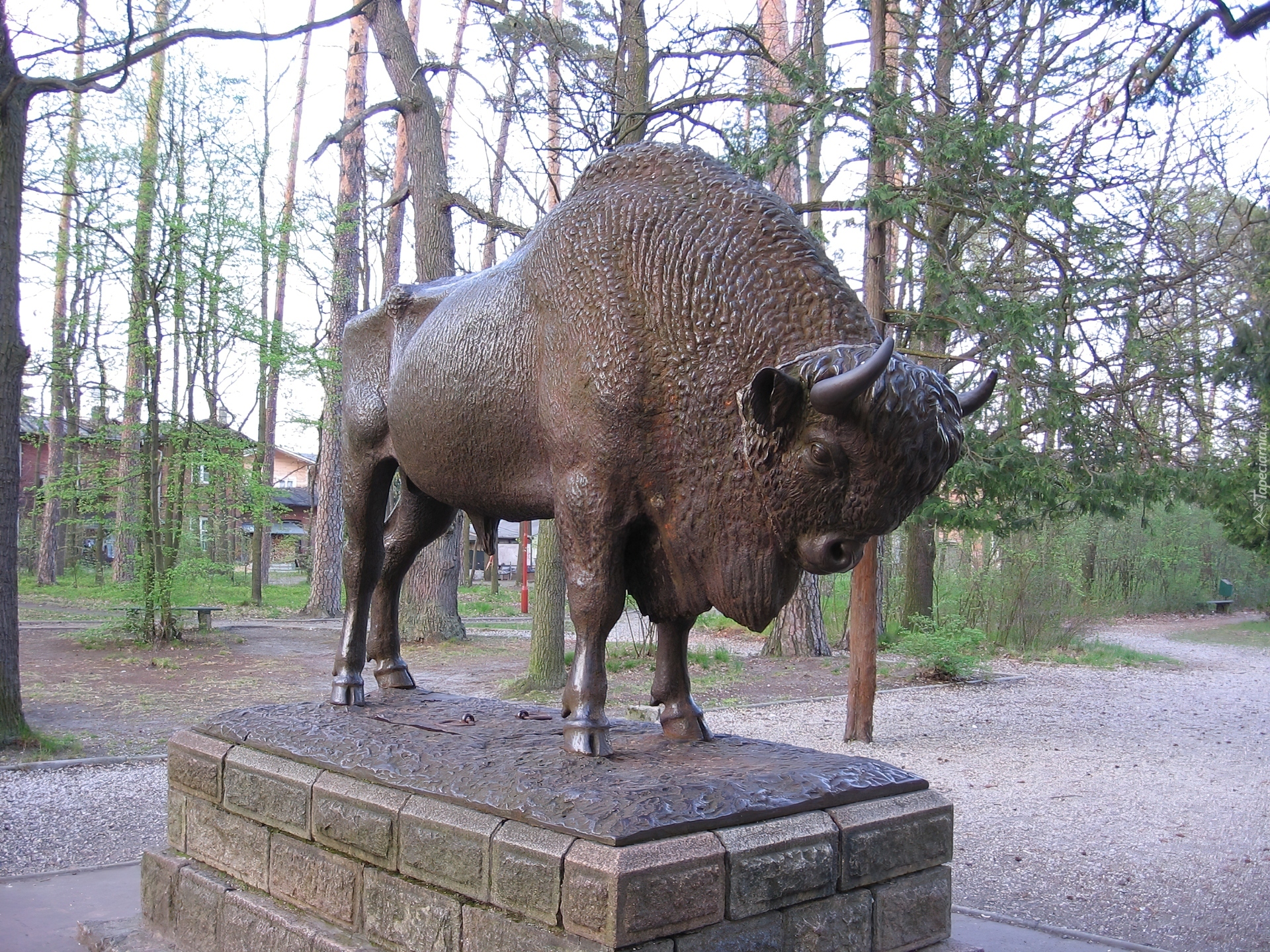 Pomnik, Żubra