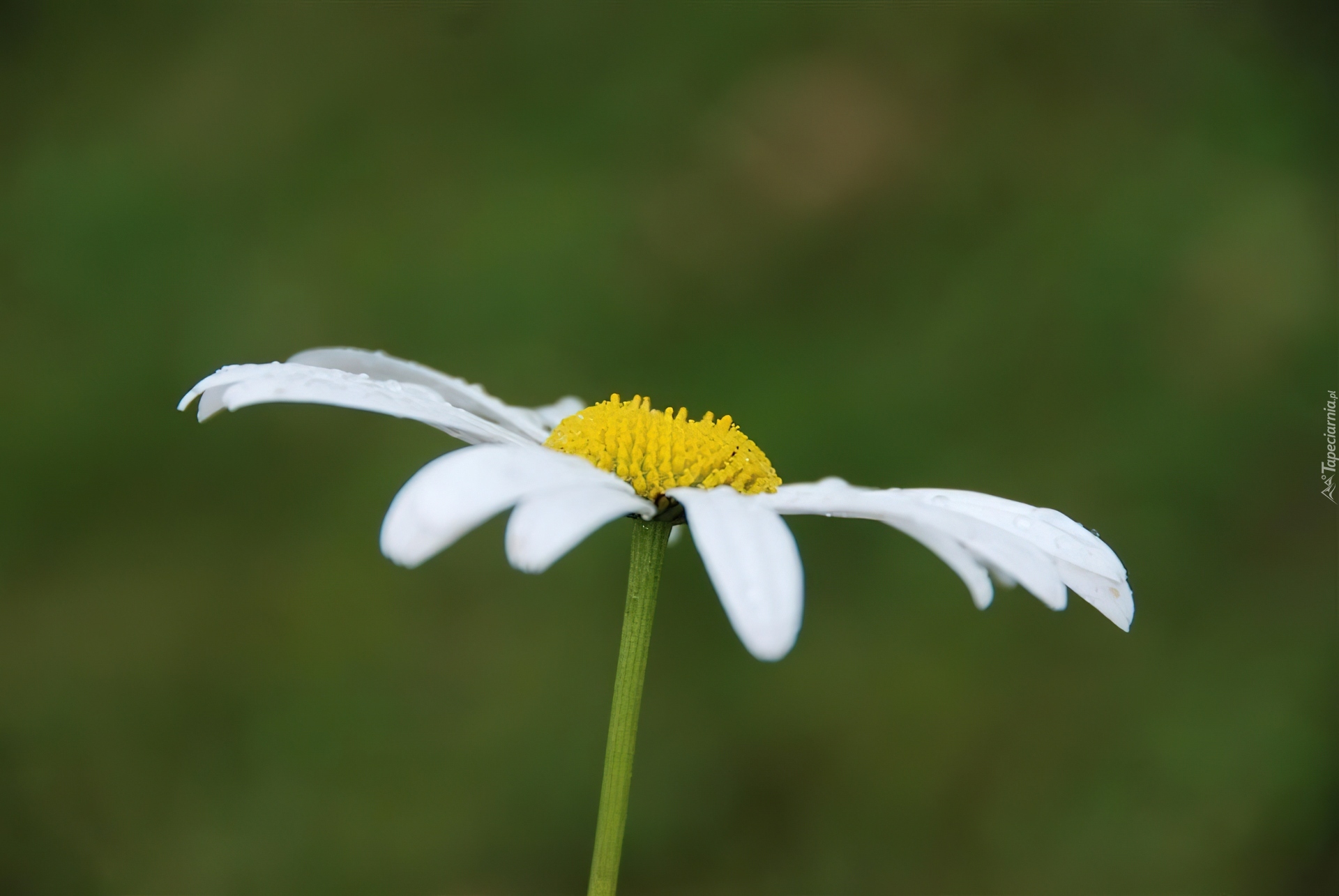 Złocień właściwy, Białe, Płatki, Margerytka