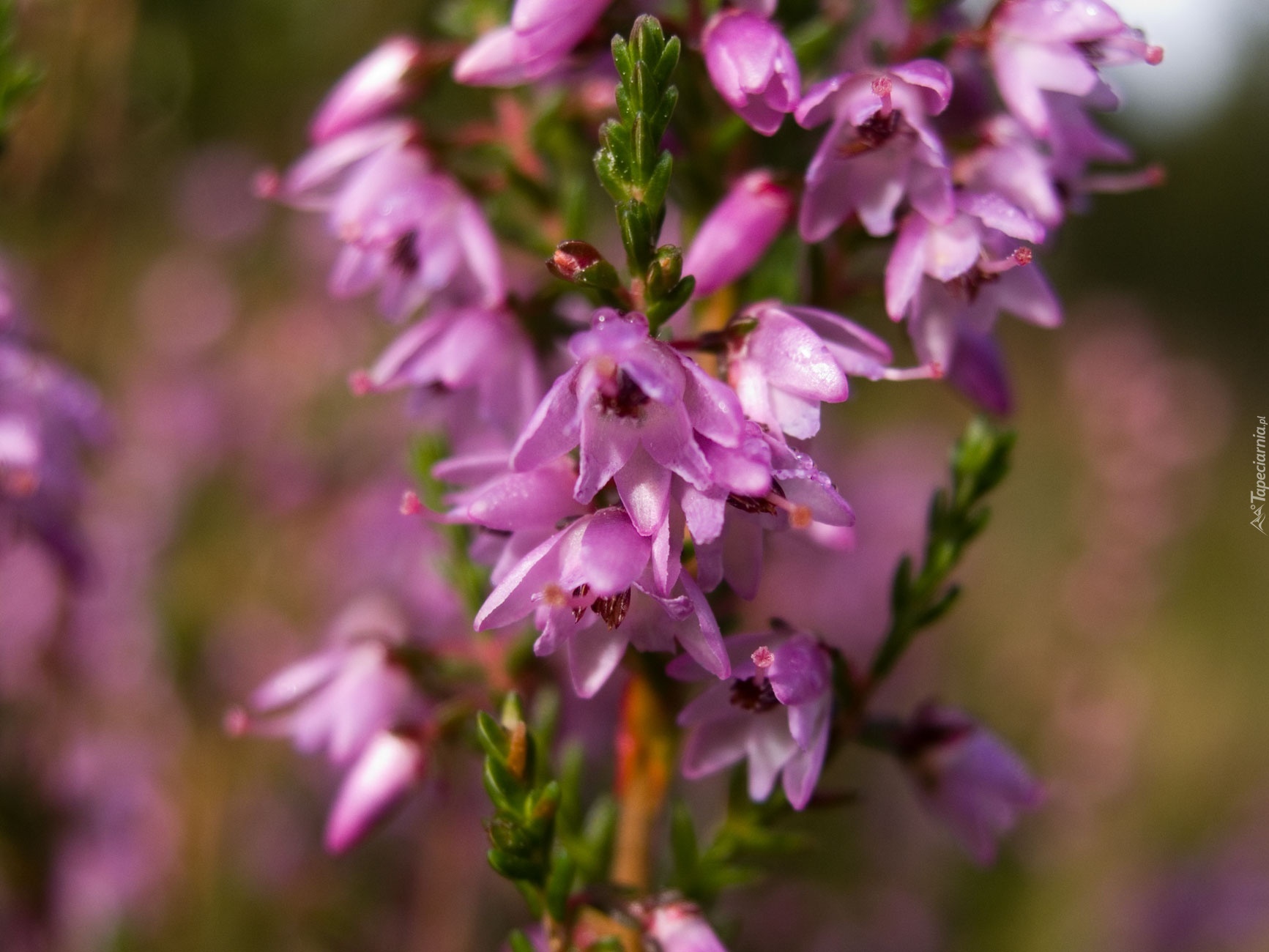 О ком плачем вереск. Вереск Calluna vulgaris. Вереск обыкновенный (Calluna vulgaris). Цветы Calluna vulgaris. Вереск обыкновенный Гамильтон.