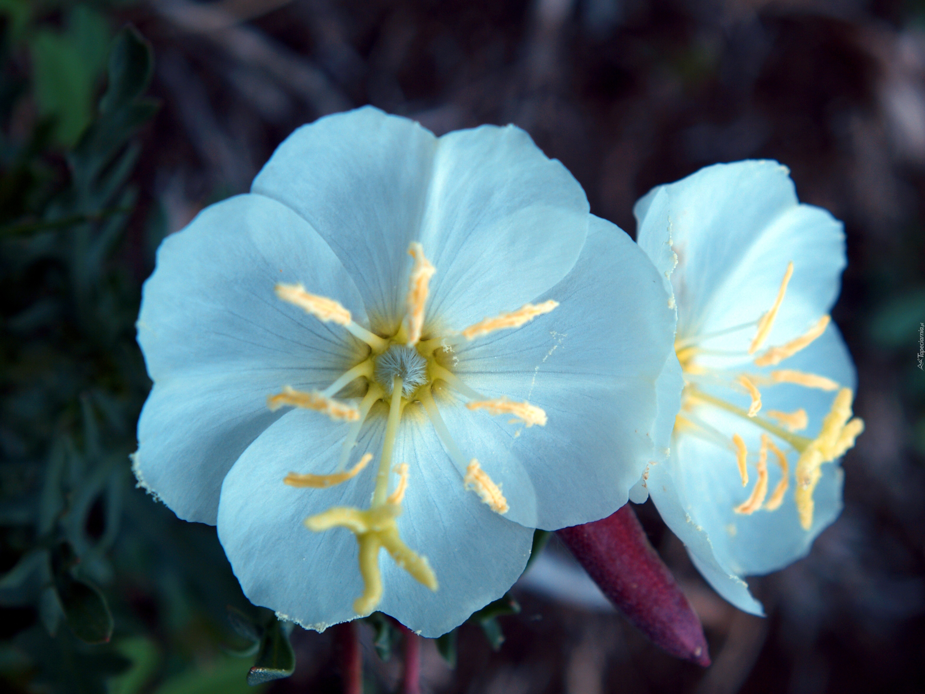 Oenothera albicaulis