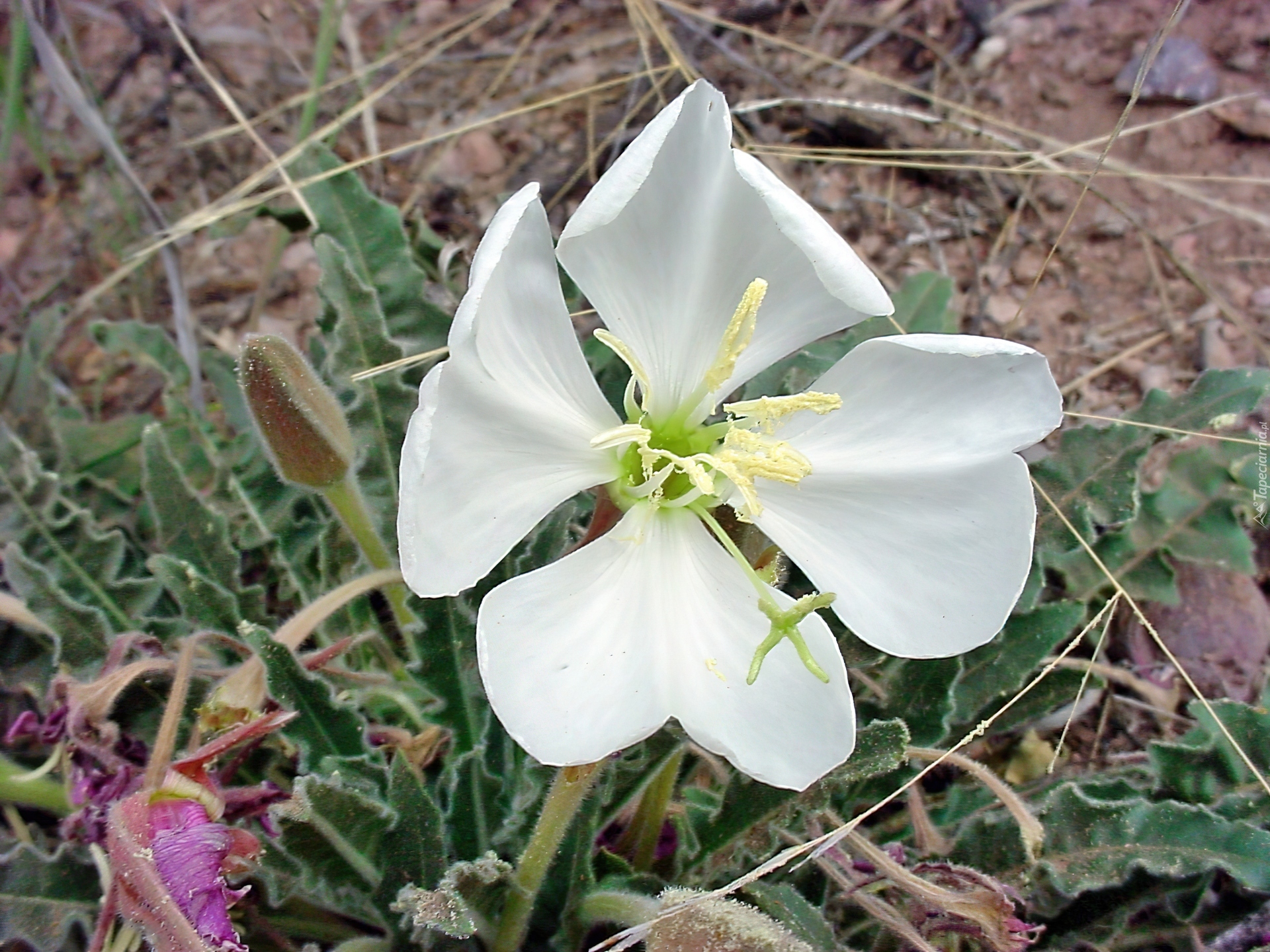Oenothera