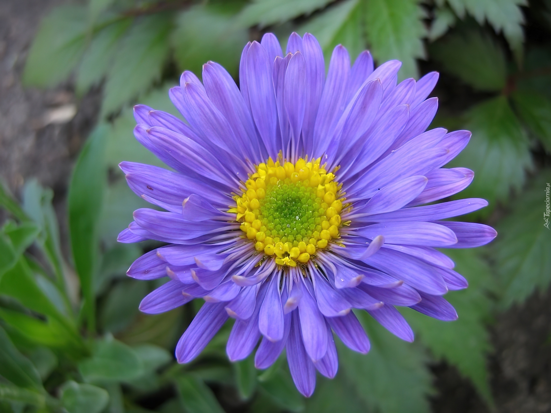 Fioletowy, Aster