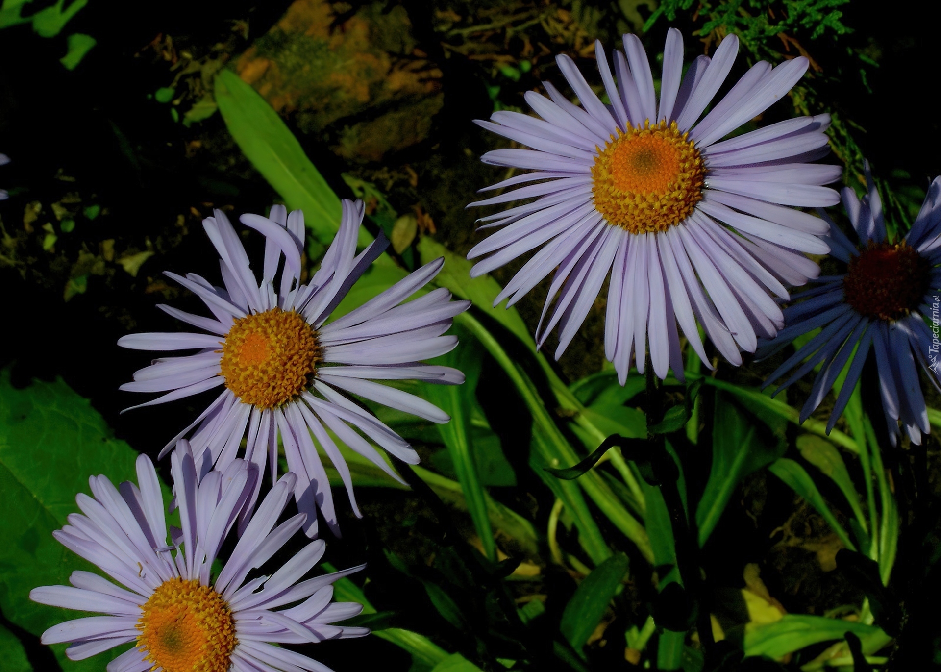 Aster alpejski, Zielone, Liście