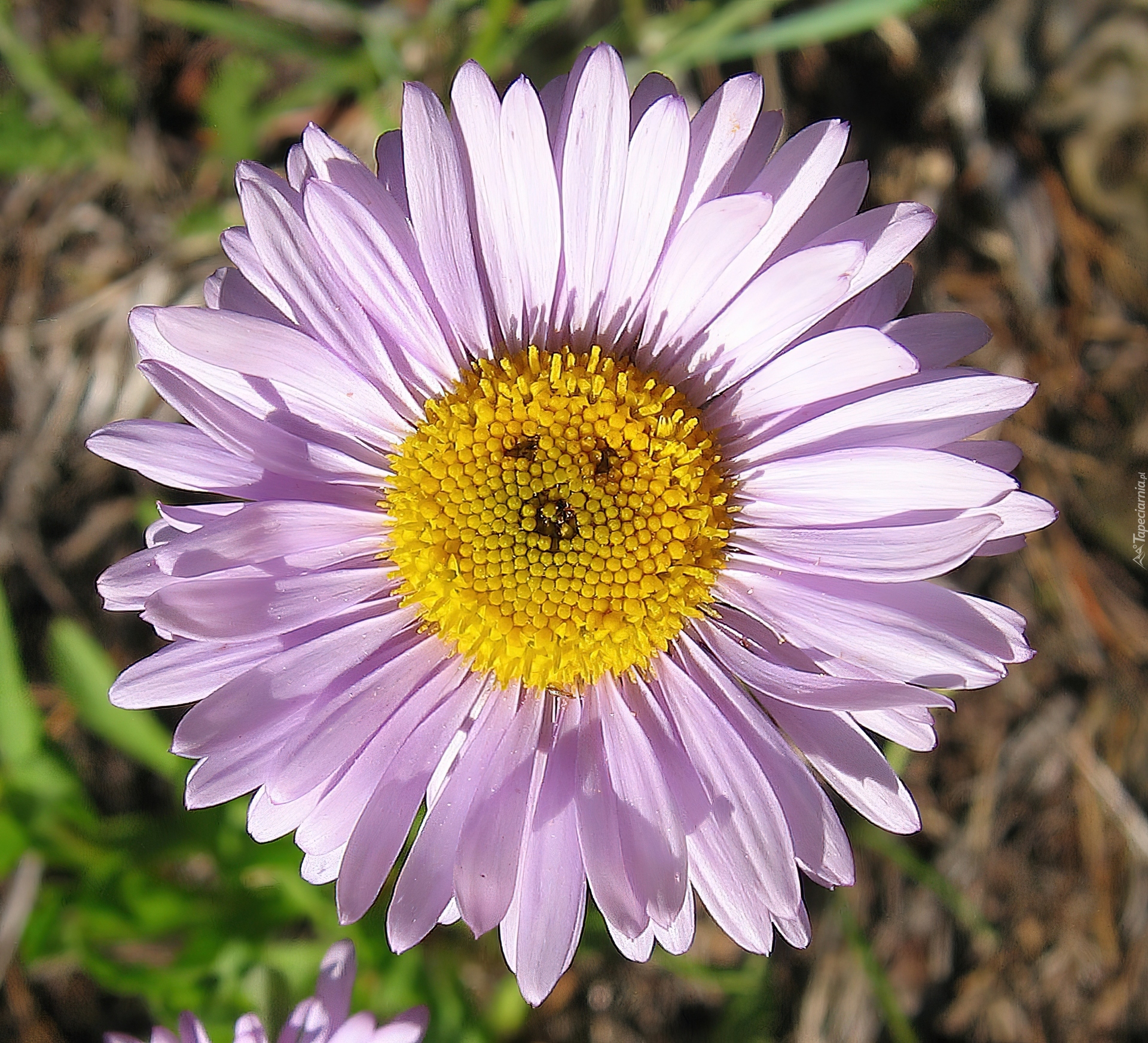 Aster, Żółte, Kwiaty, Rurkowate