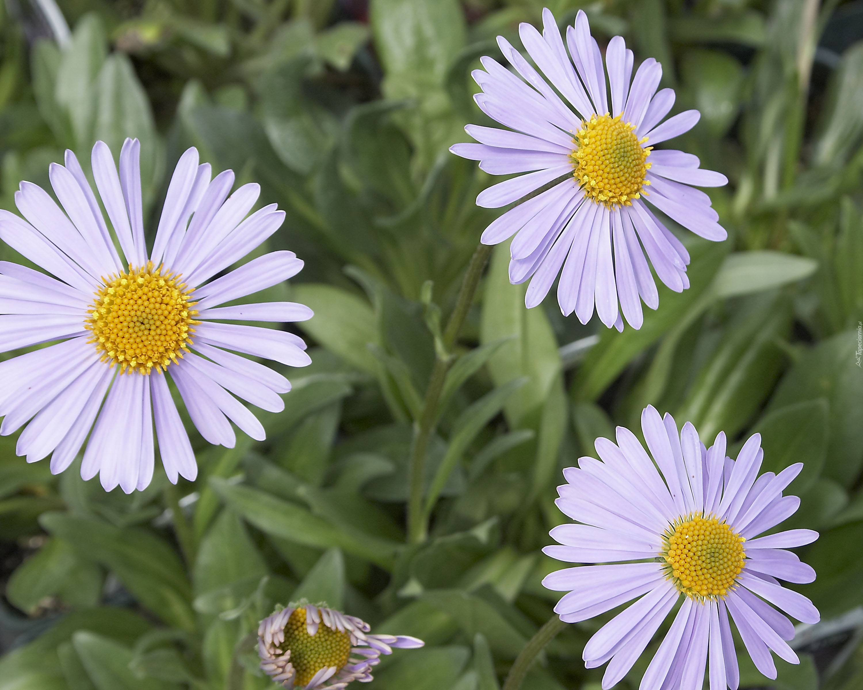 Biały, Żółty, Aster alpejski