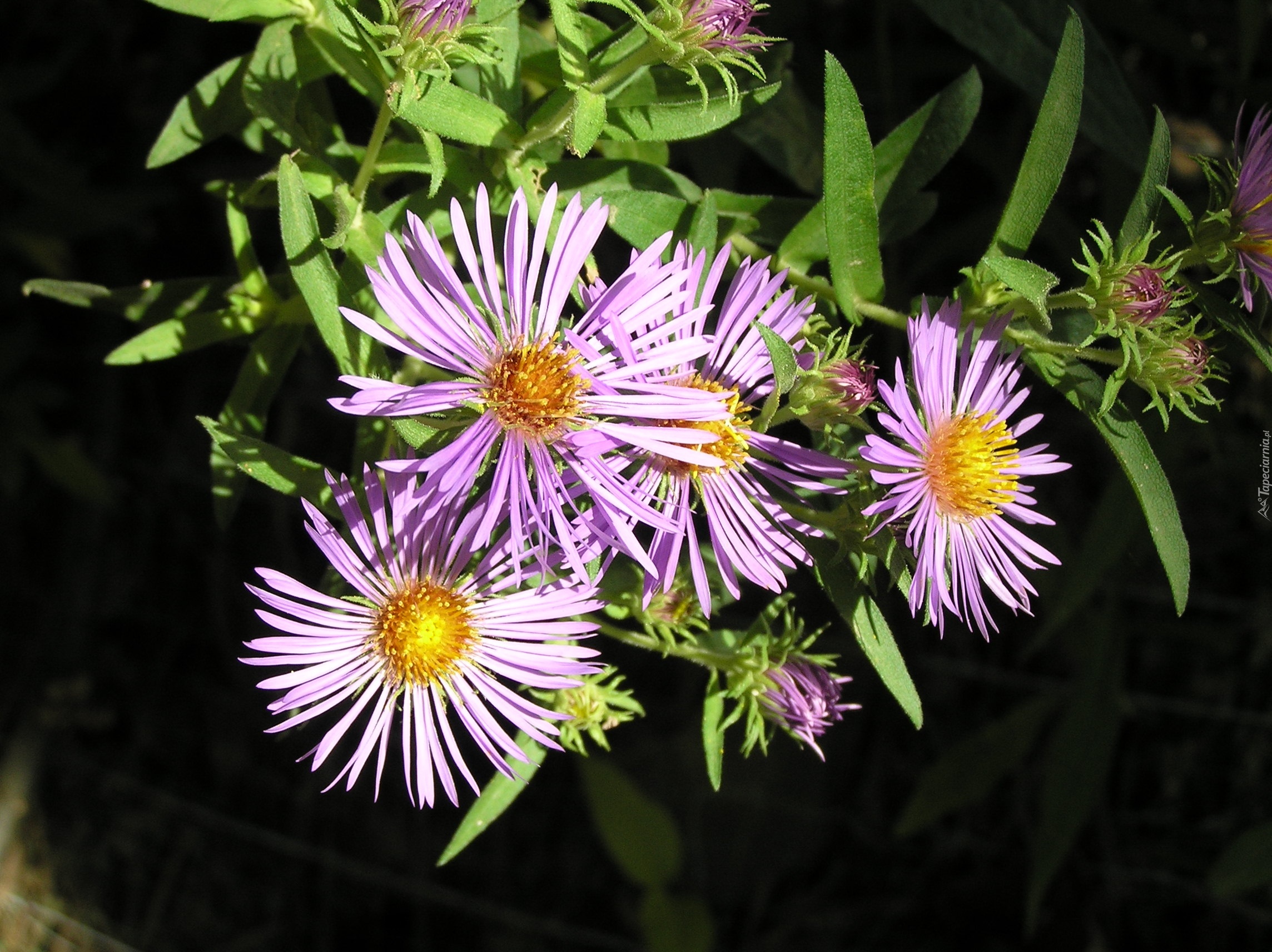 Aster, Zielone, Listki