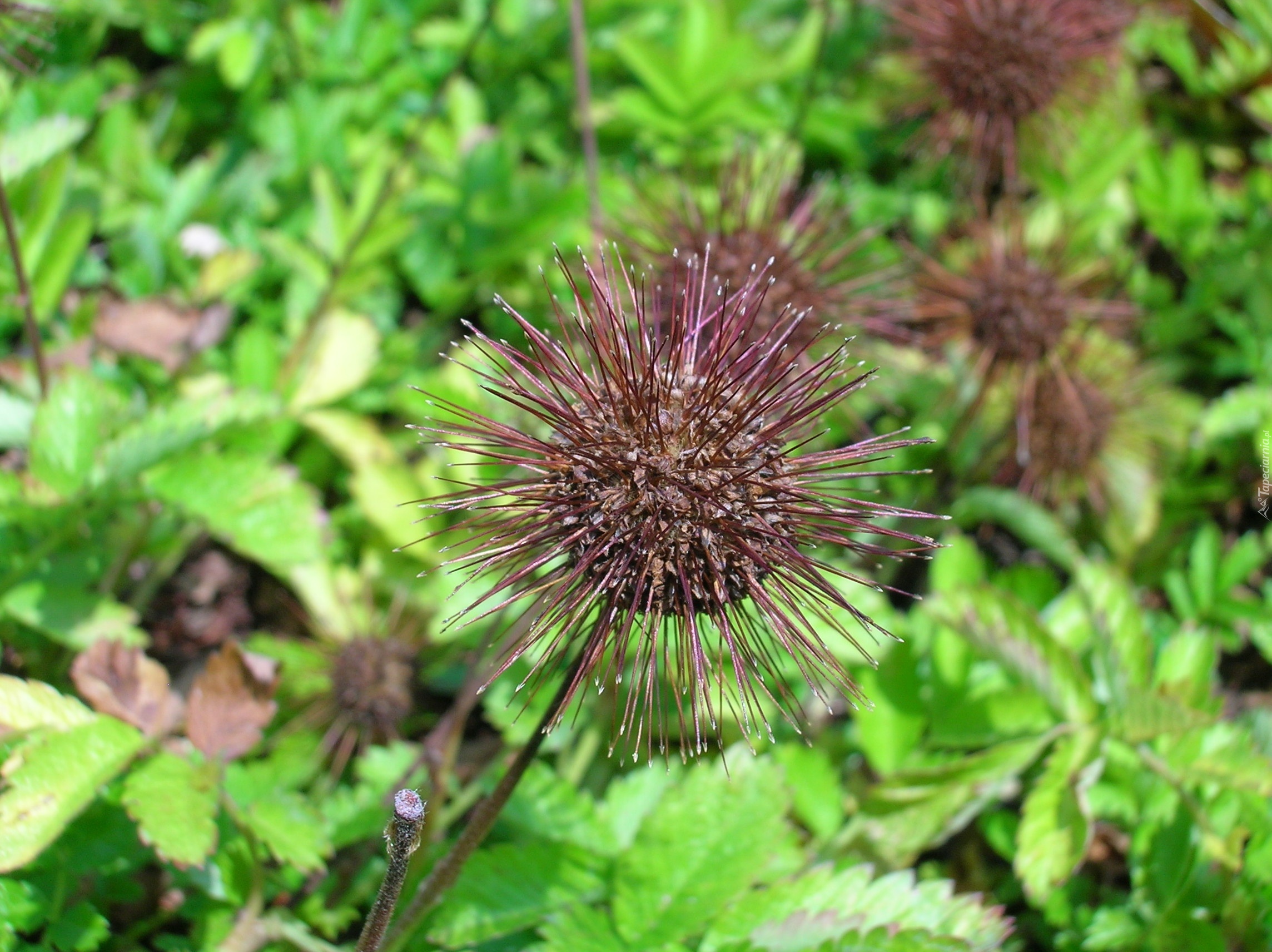 Główka, Aceny Buchanana