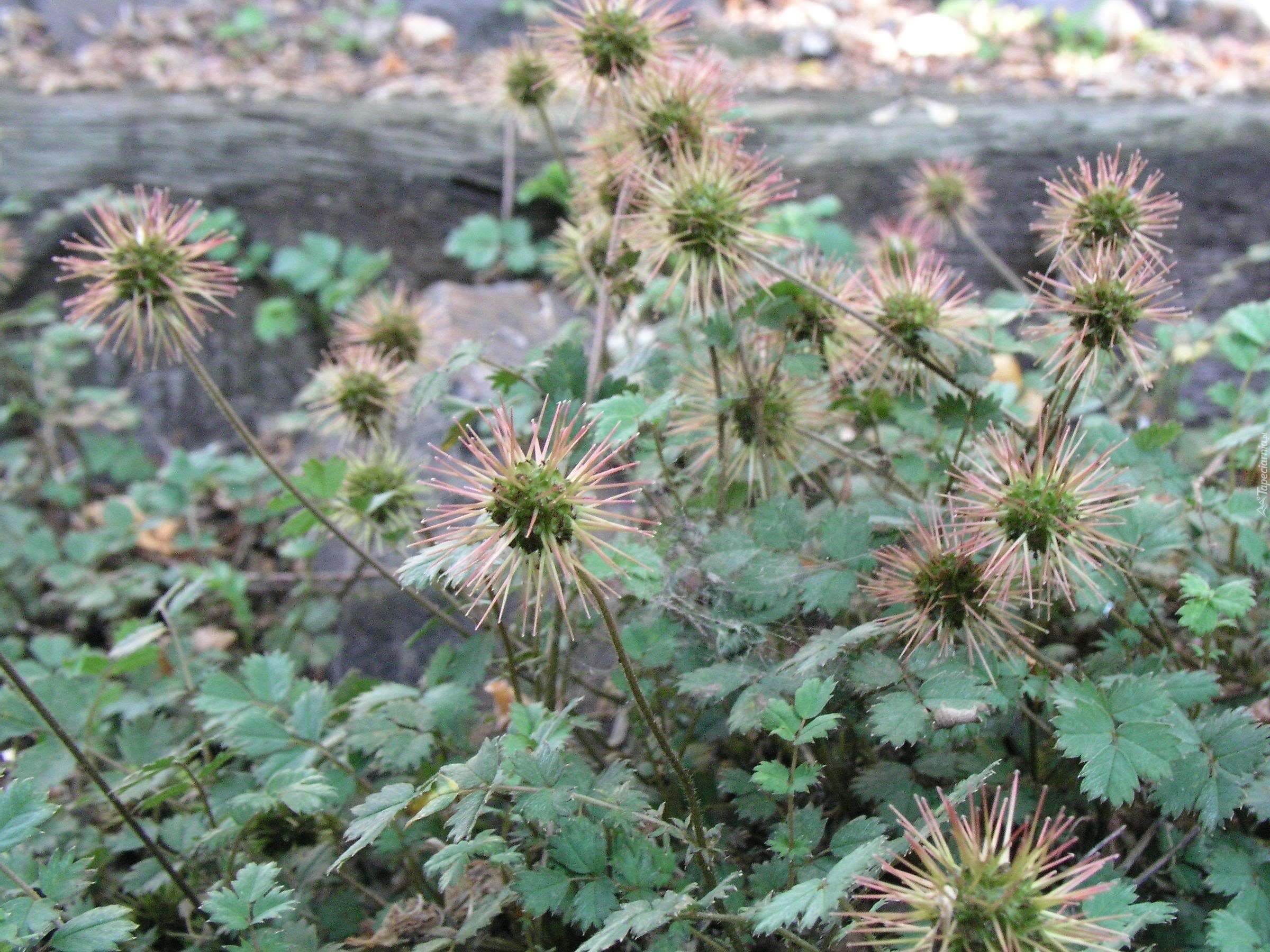 Kolczaste, Owoce, Aceny Buchanana