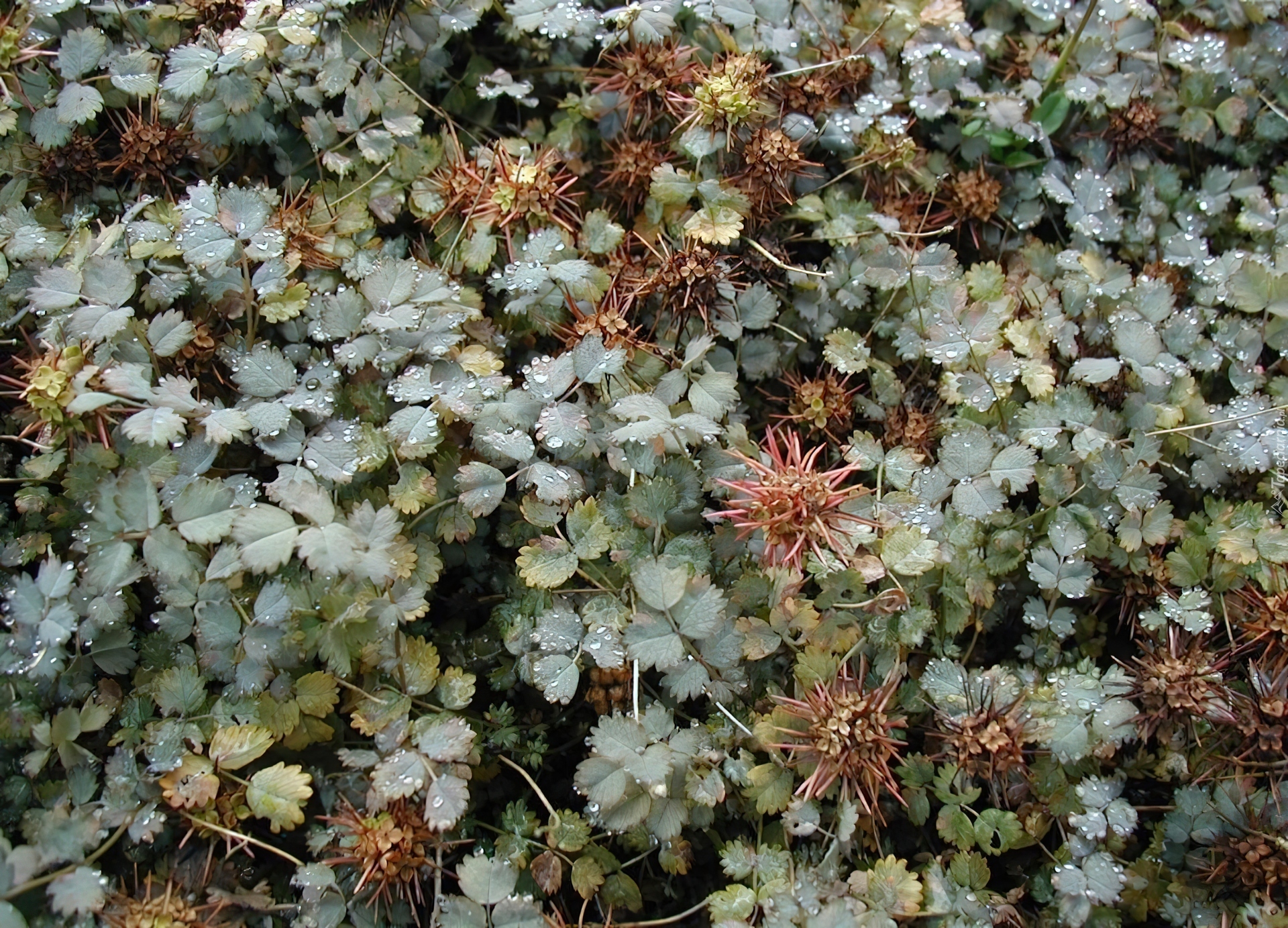 Acena Buchanana