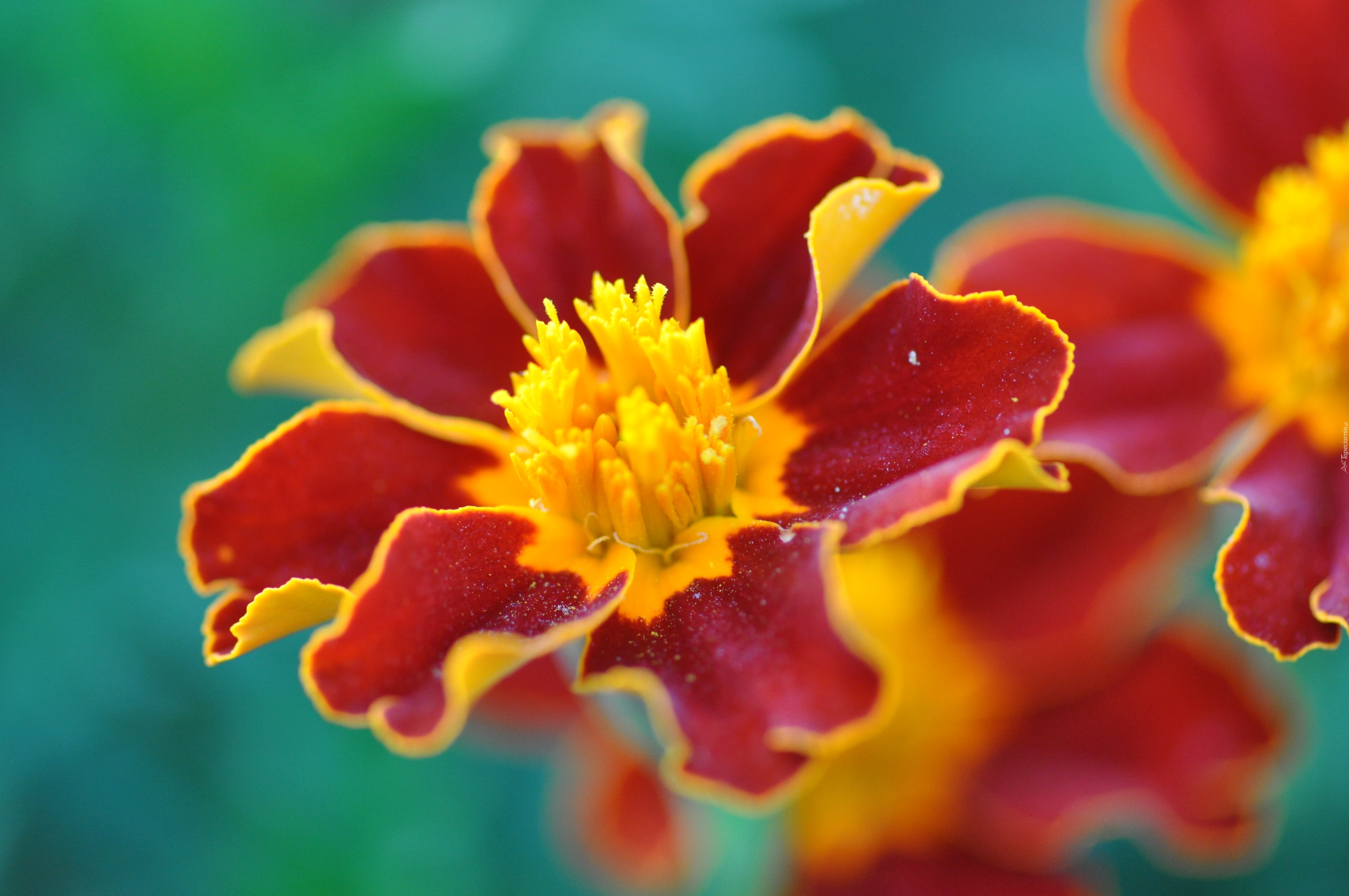 Aksamitka, Tagetes