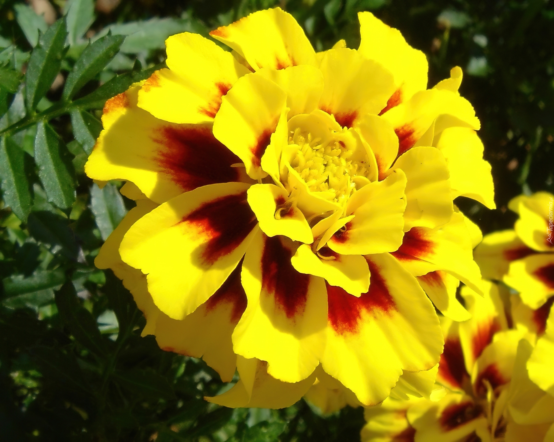 Tagetes patula