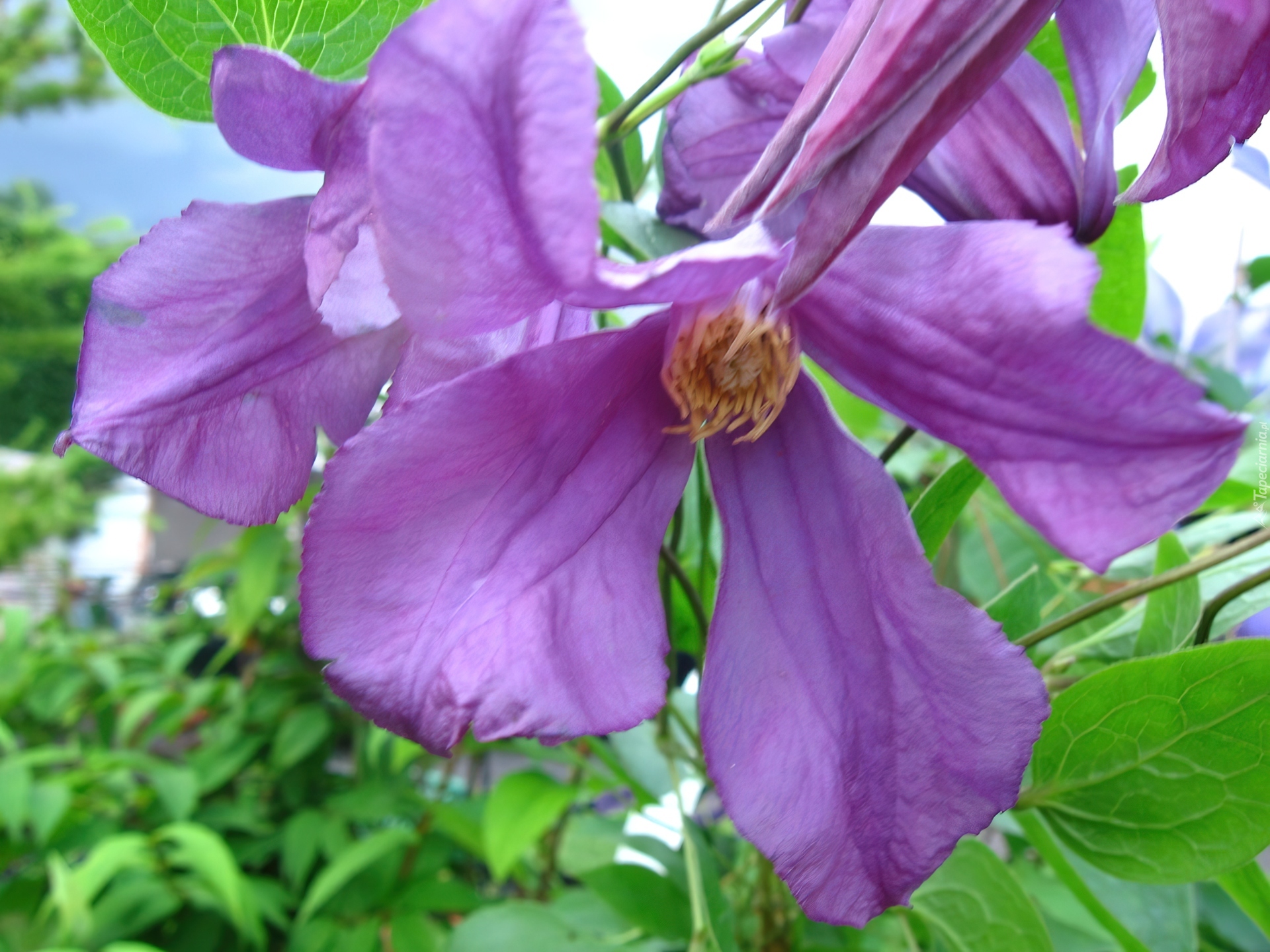 Fioletowy, Kwiat, Clematis, Powojnik