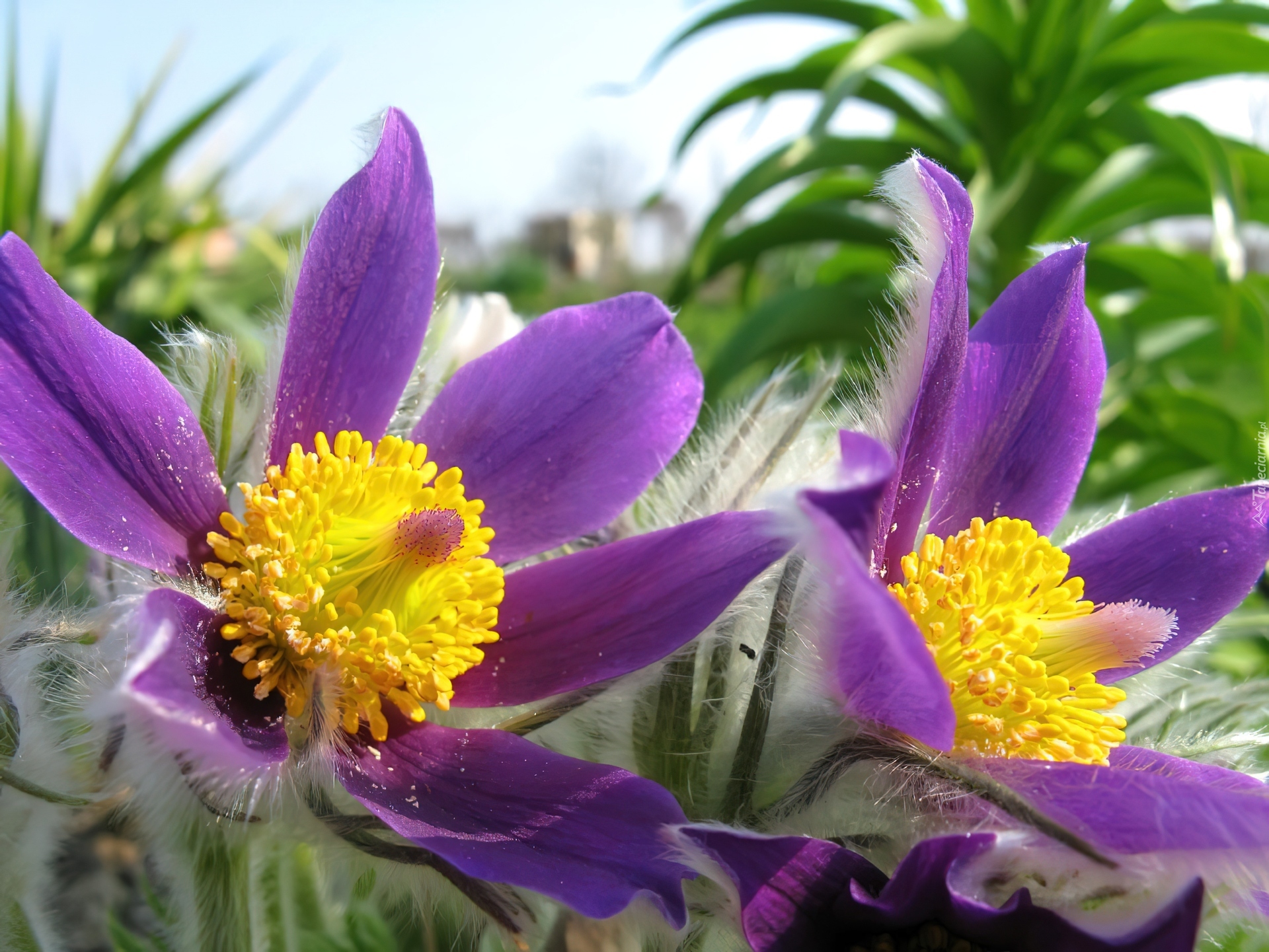 Pulsatilla patens