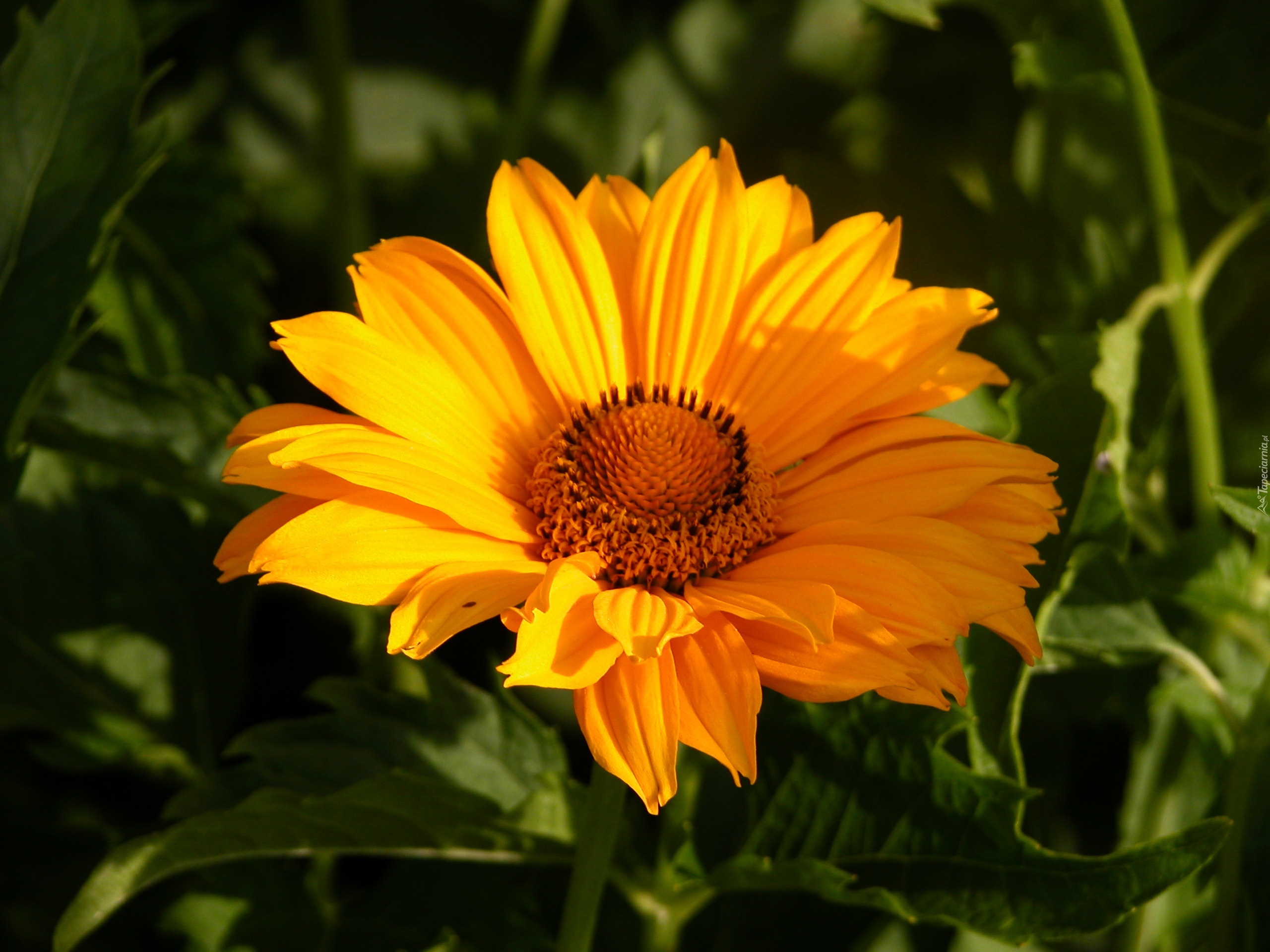 Helianthus